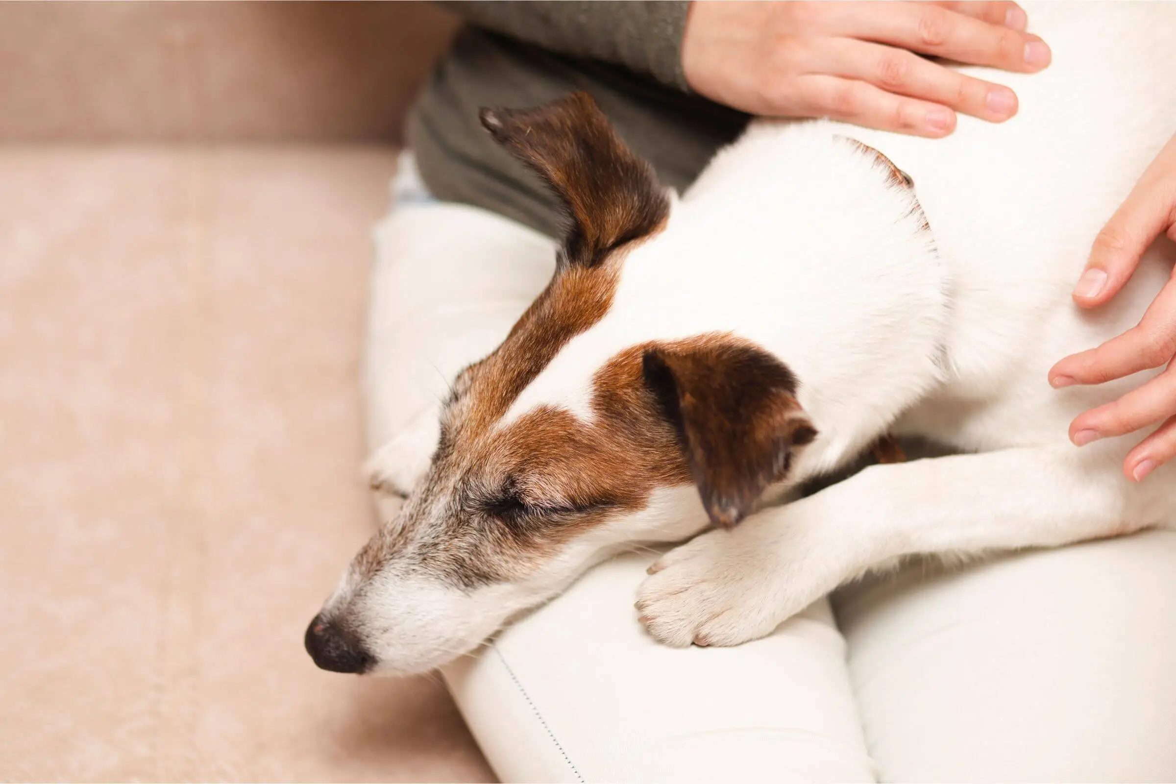 Quando vale a pena procurar uma clínica veterinária 24h? clínica veterinária 24h