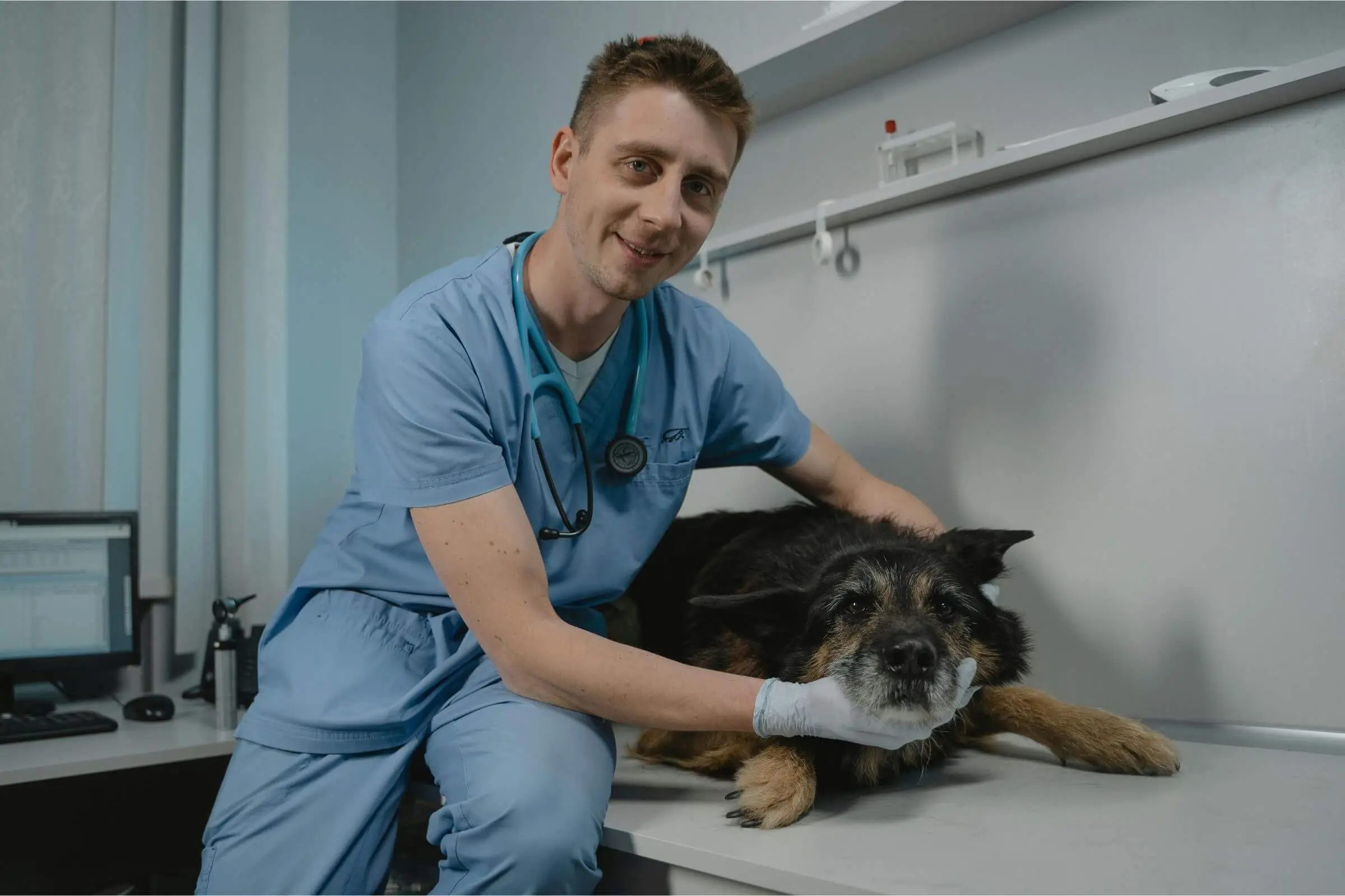 Quando um cachorro idoso precisa de check-up completo? clínica veterinária 24h