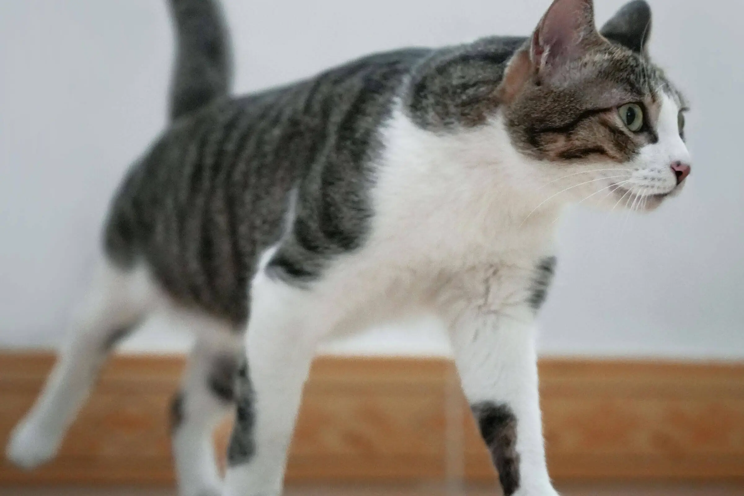 Meu gato está mancando: pode ser fratura? clínica veterinária 24h