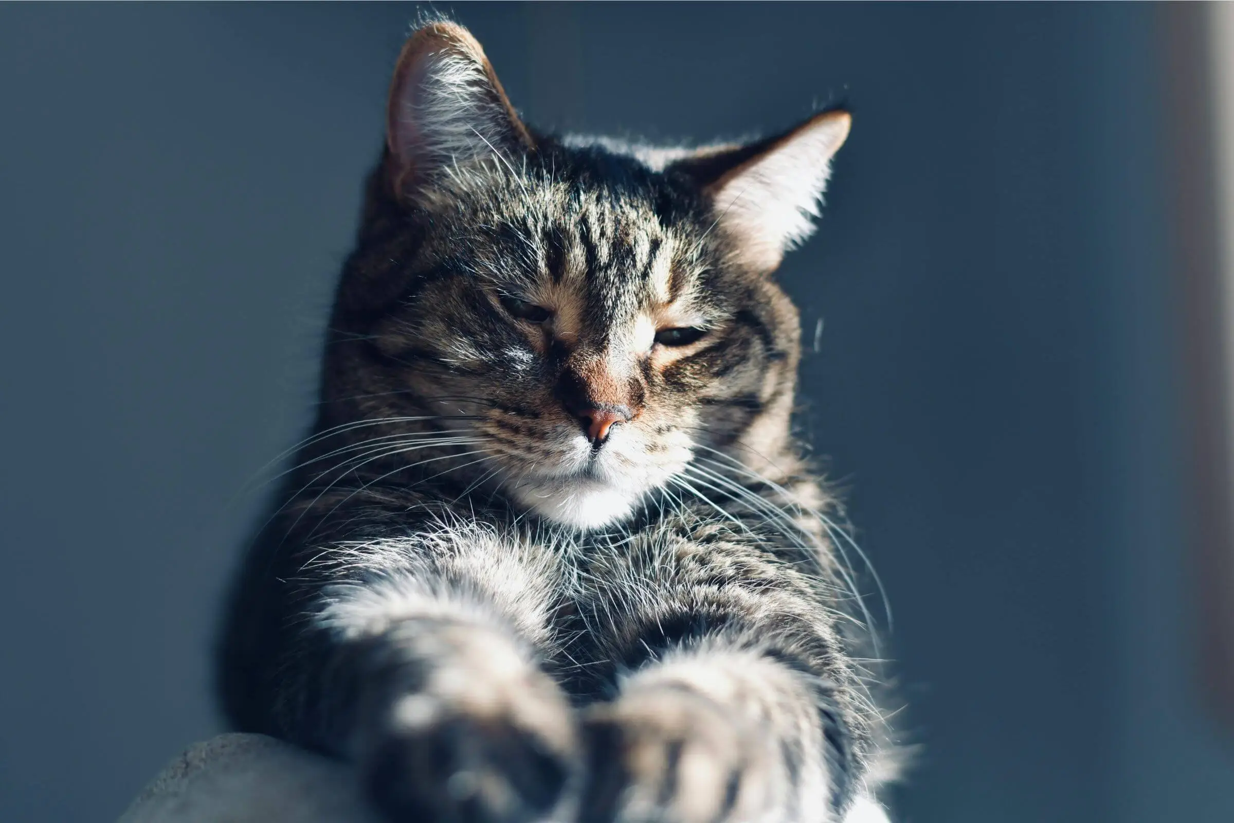 Gato com diarreia persistente: o que fazer? clínica veterinária 24h