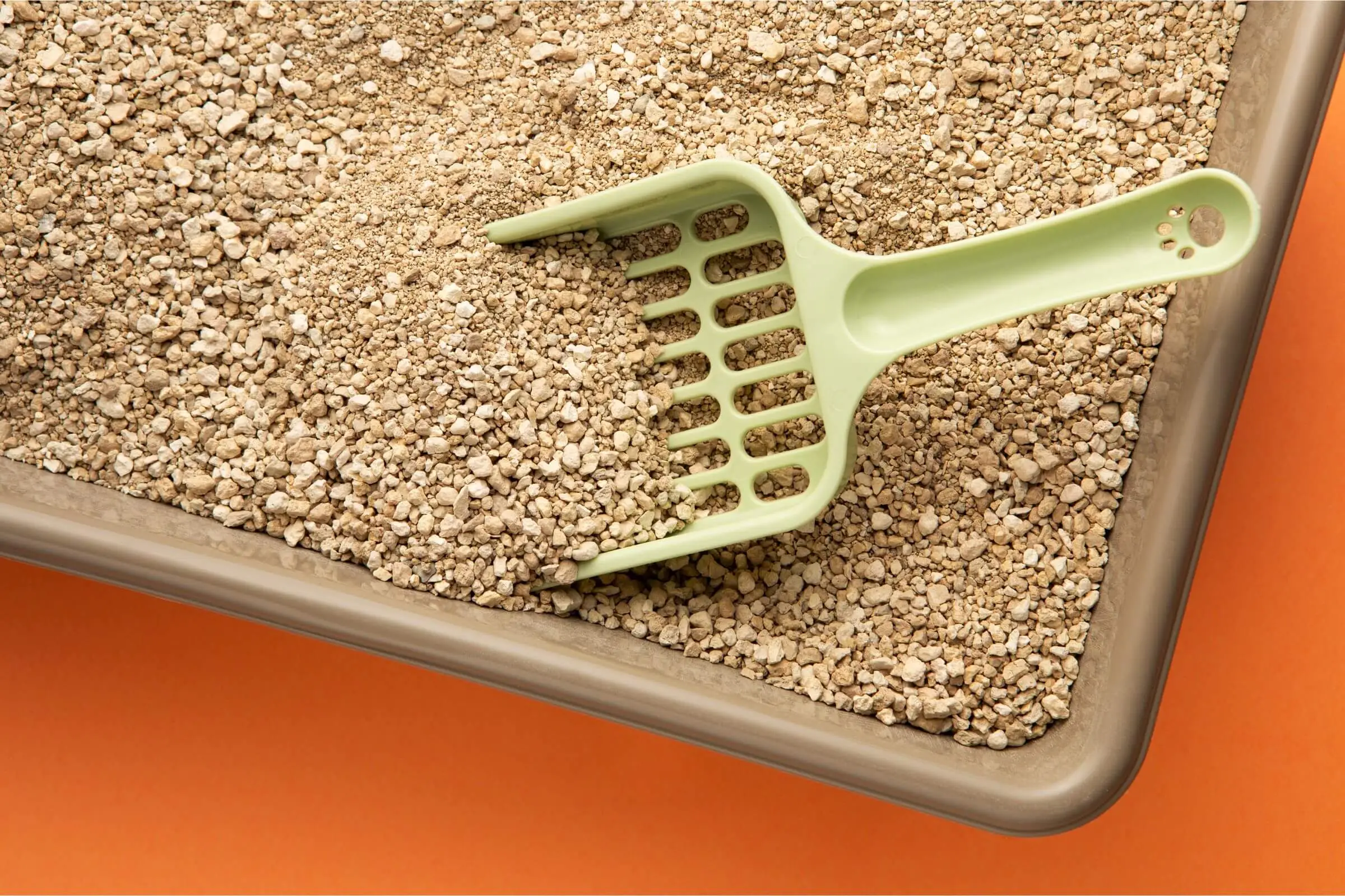 Meu gato parou de usar a caixinha: é doença ou comportamento? clínica veterinária 24h