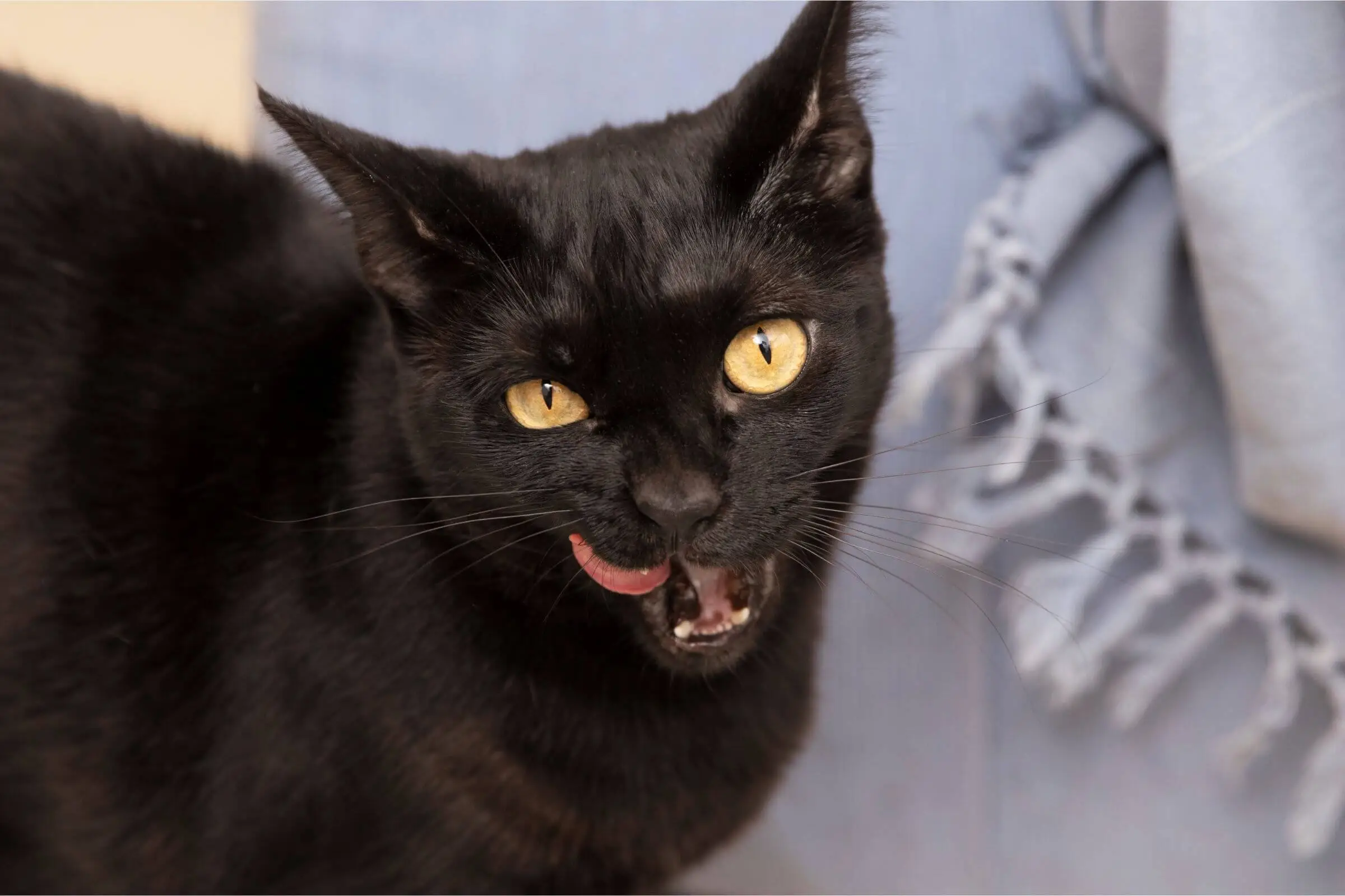 Gato com mau hálito: pode ser problema dentário? clínica veterinária 24h