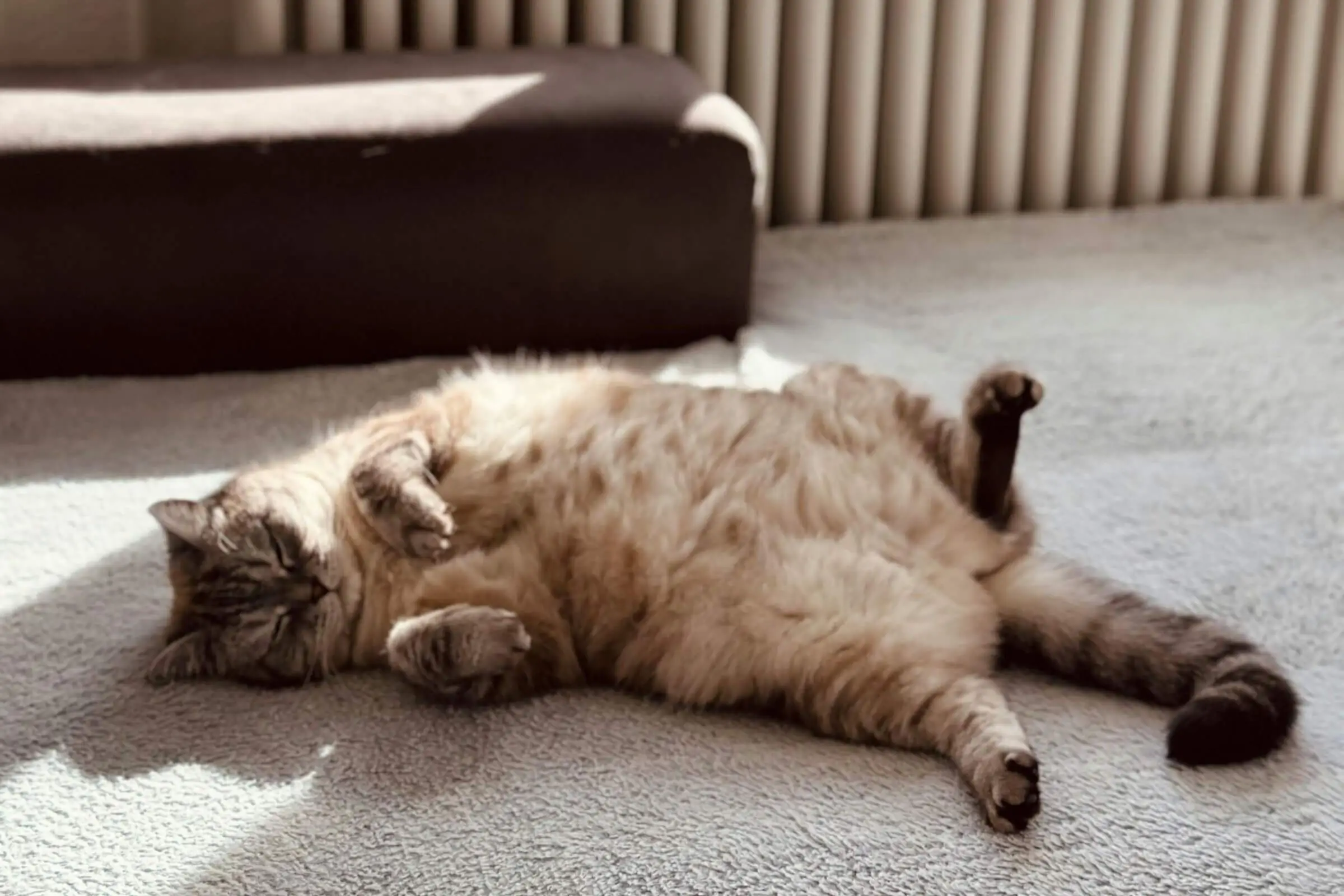 Como saber se meu gato está obeso? clínica veterinária 24h