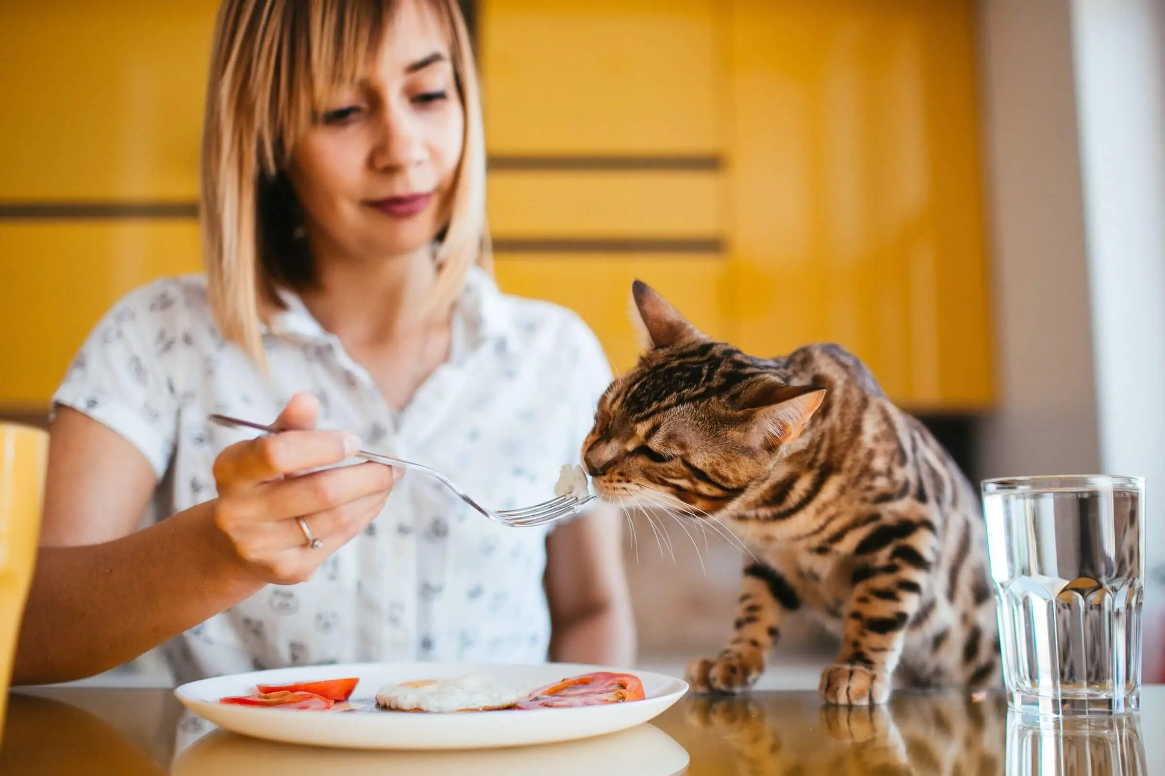 Quais alimentos são proibidos para gatos? clínica veterinária 24h