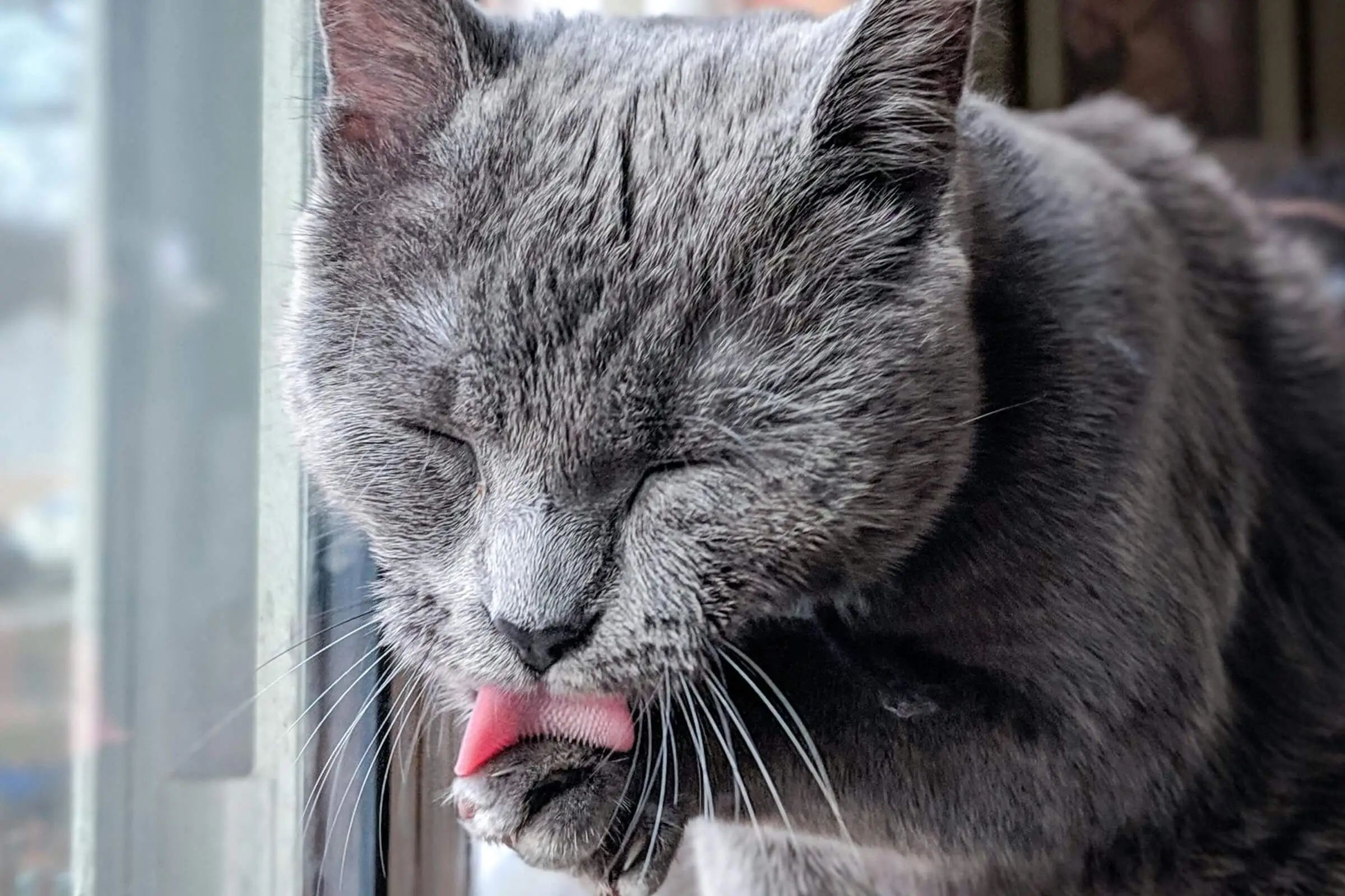 Por que meu gato se lambe compulsivamente? clínica veterinária 24h