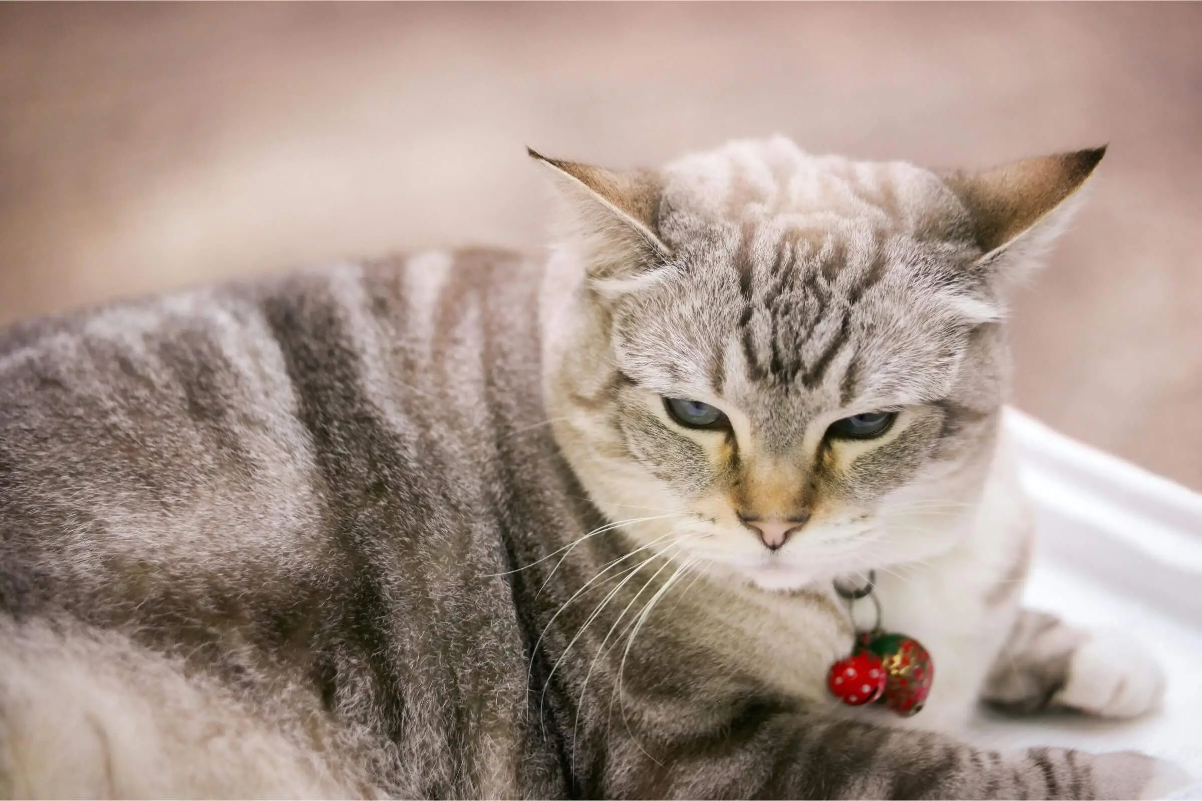 Como prevenir obesidade em gatos castrados? clínica veterinária 24h