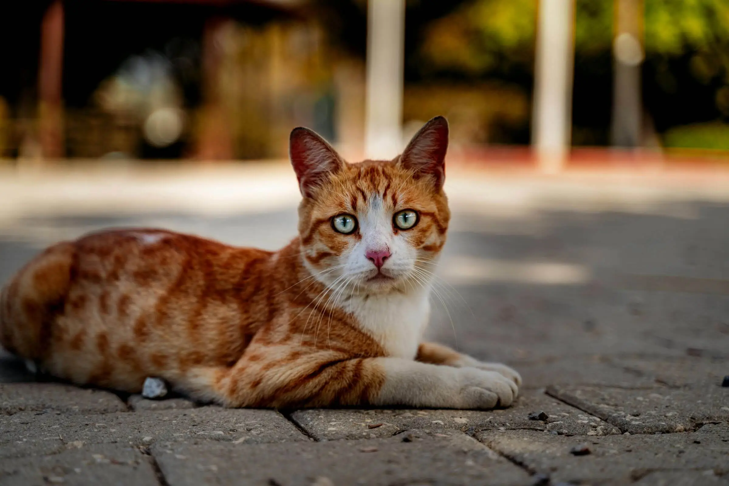 Gato com feridas na pele: quando procurar veterinário? clínica veterinária 24h