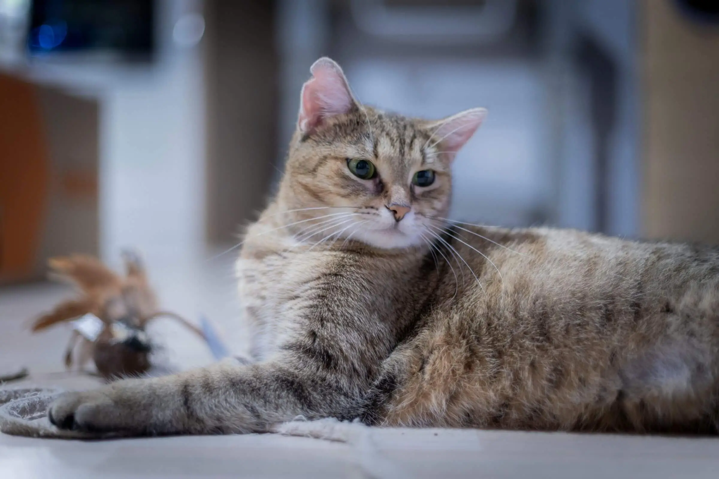 Meu gato parou de brincar: é depressão felina? clínica veterinária 24h