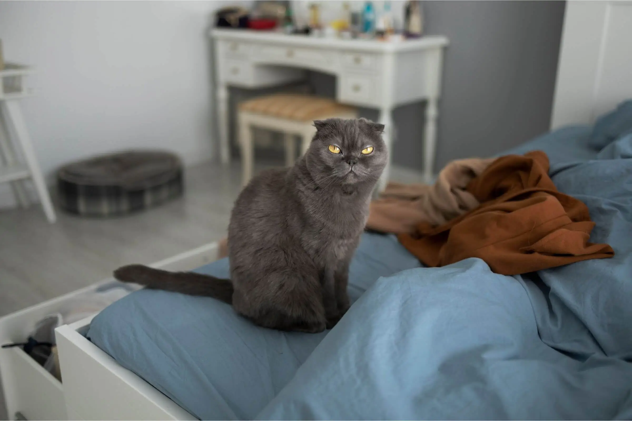 Meu gato mia muito quando vou dormir: por quê? clínica veterinária 24h