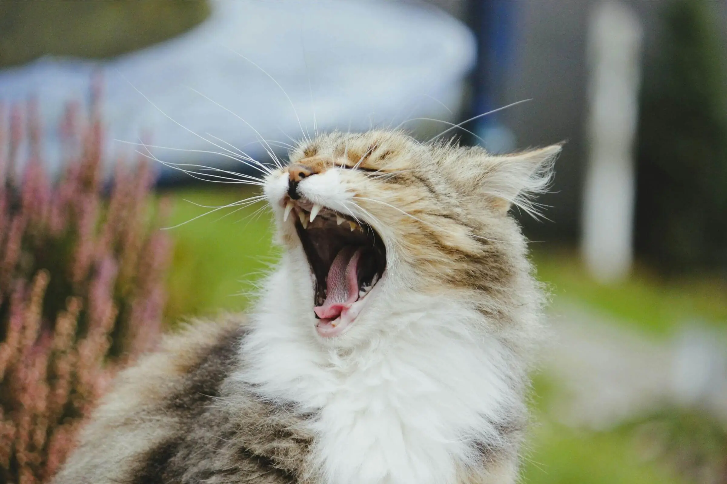 Como saber se meu gato está com dor de dente? clínica veterinária 24h