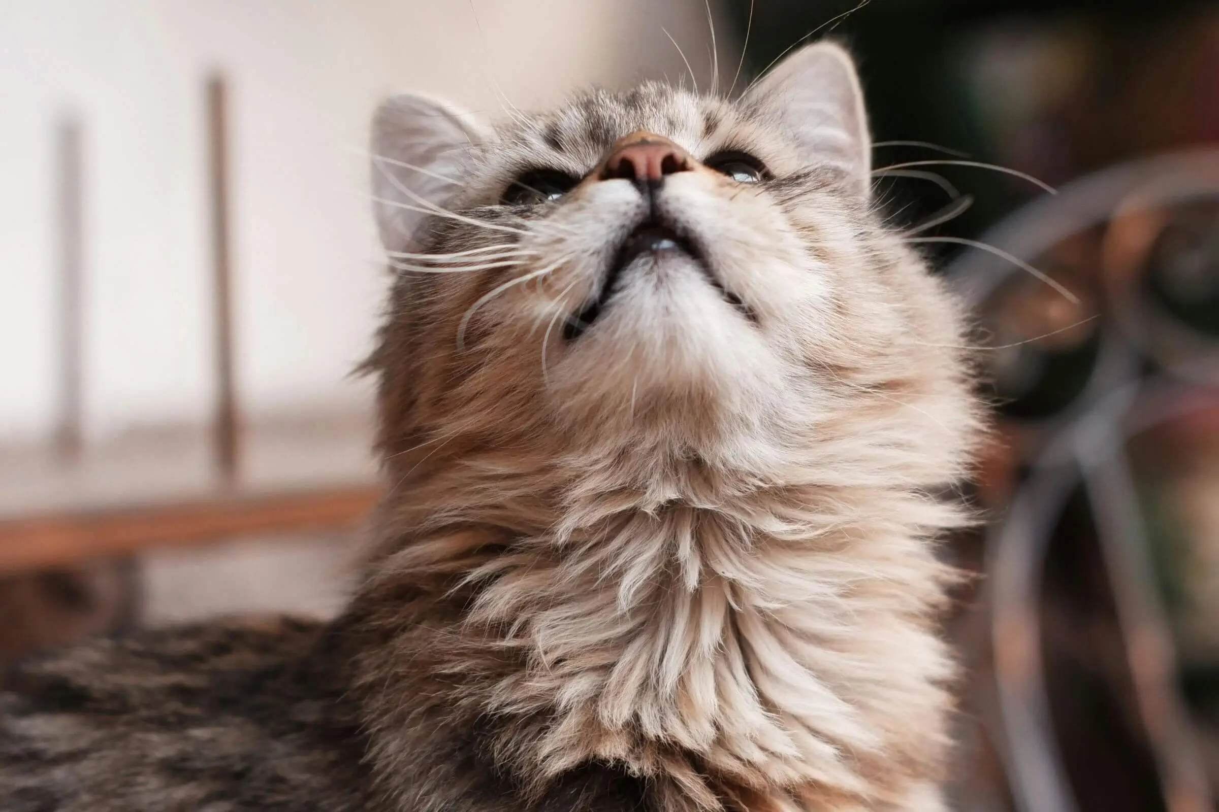 O que significa quando o gato baba ao ronronar? clínica veterinária 24h