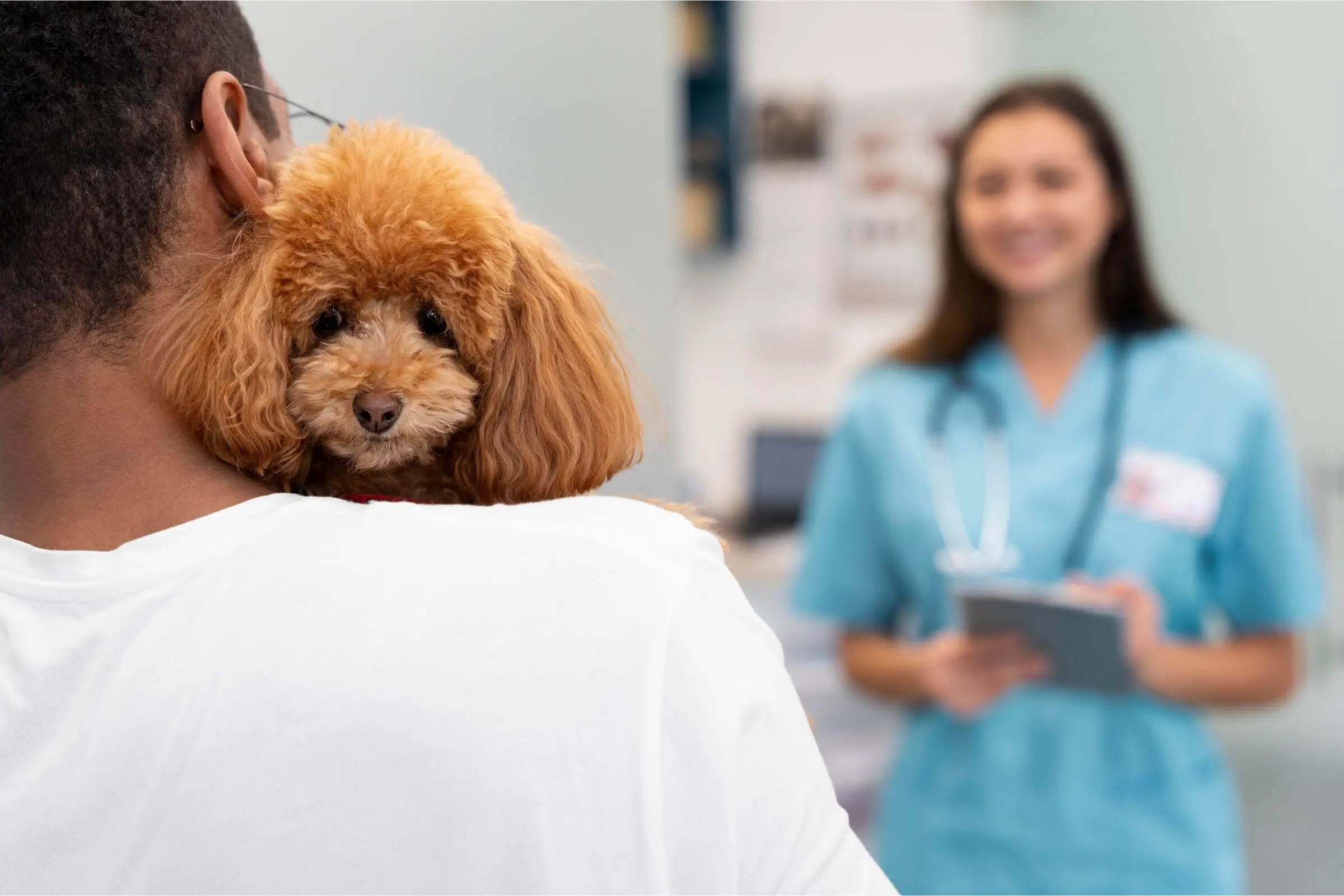 Clínica veterinária ou hospital veterinário: qual a diferença? clínica veterinária 24h