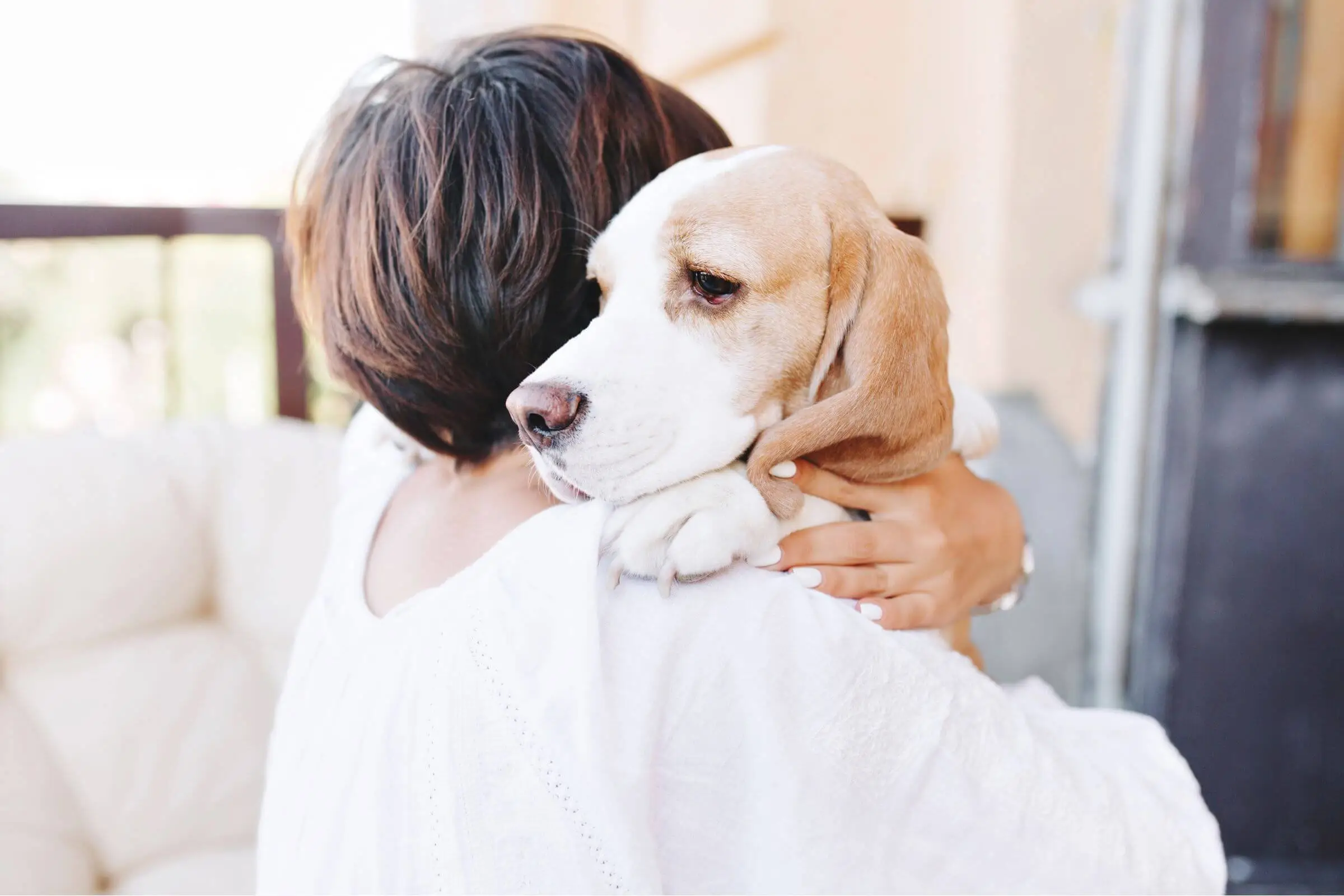 Atendimento de emergência em pets oncológicos, clínica veterinária 24h