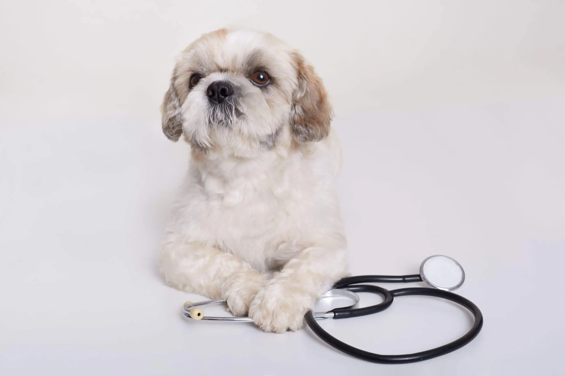 Atendimento veterinário de emergência em feriados: como funciona, clínica veterinária 24h