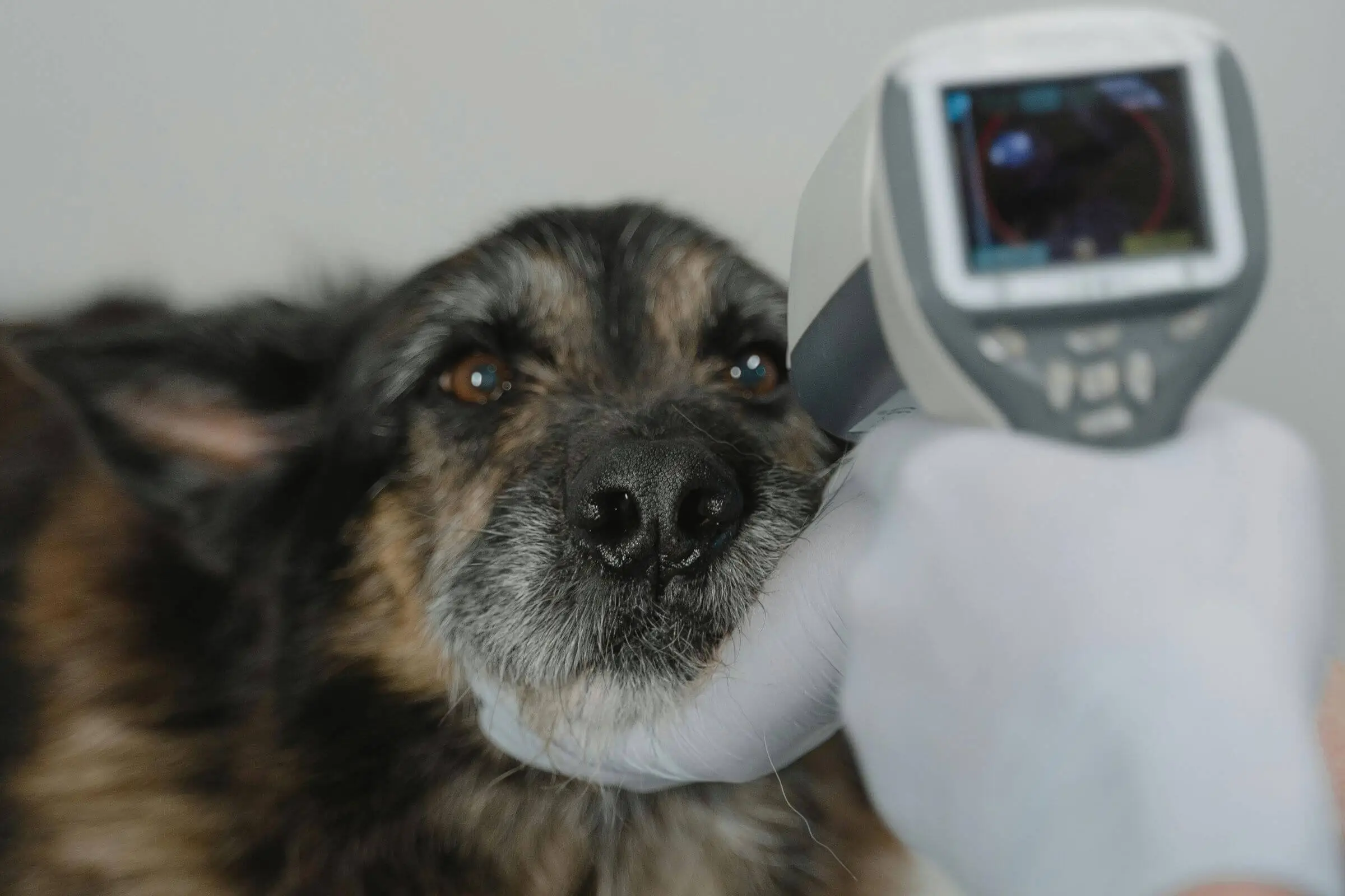 Casos mais comuns que chegam em clínica veterinária 24h, clínica veterinária 24h
