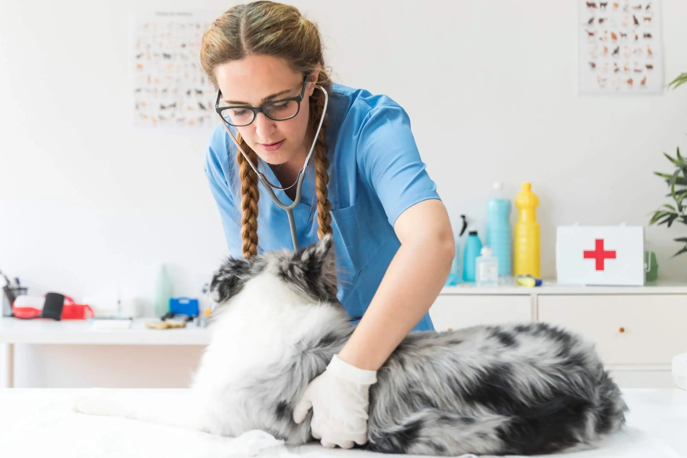 Convulsão em cães: papel da clínica veterinária 24h, clínica veterinária 24h