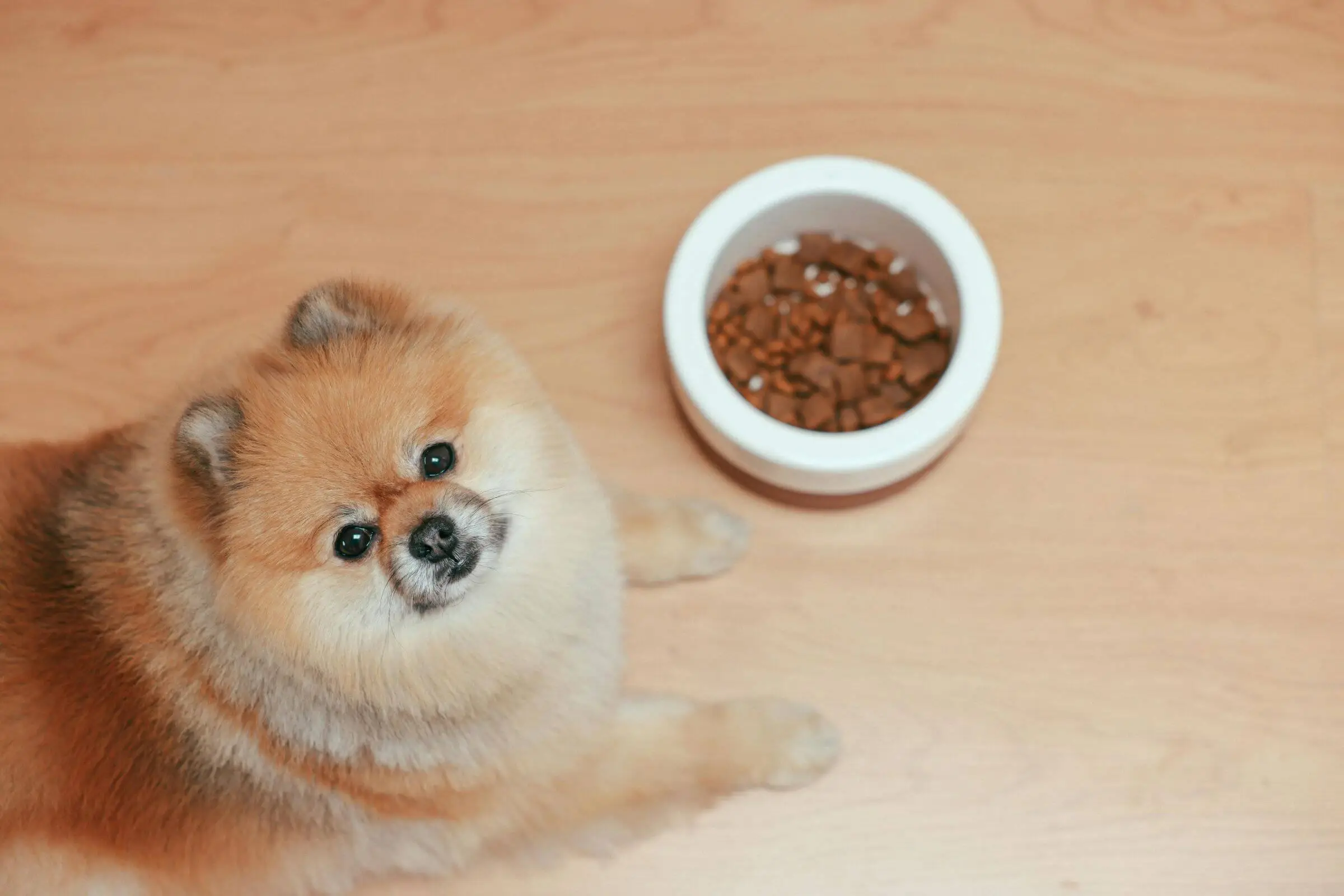 Meu cachorro está comendo menos: é normal? clínica veterinária 24h