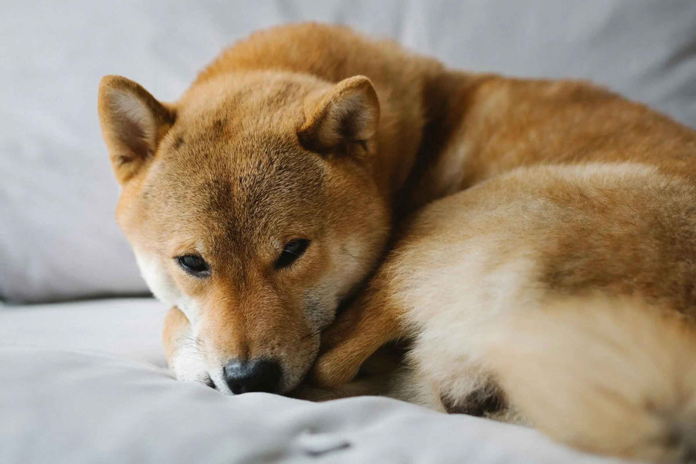 Quais são os sinais de dor no cachorro? clínica veterinária 24h