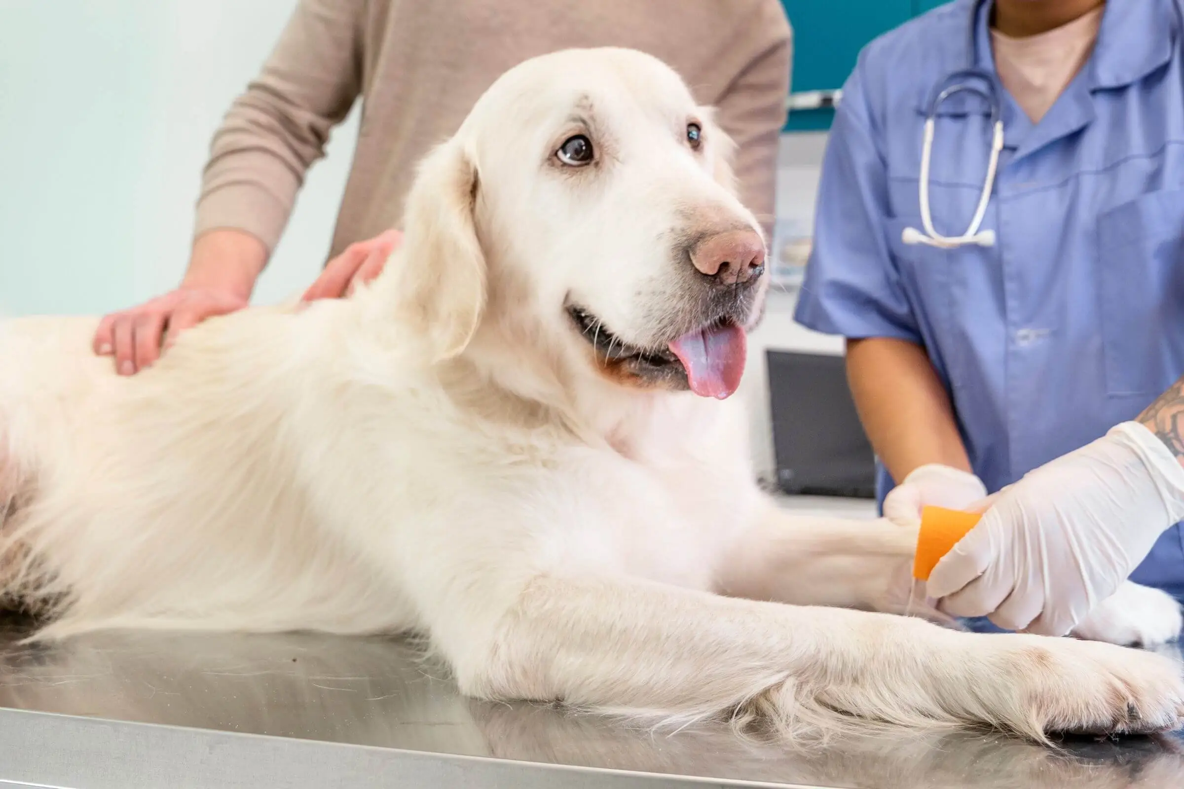 Diferença entre plantão veterinário e clínica veterinária 24h, clínica veterinária 24h