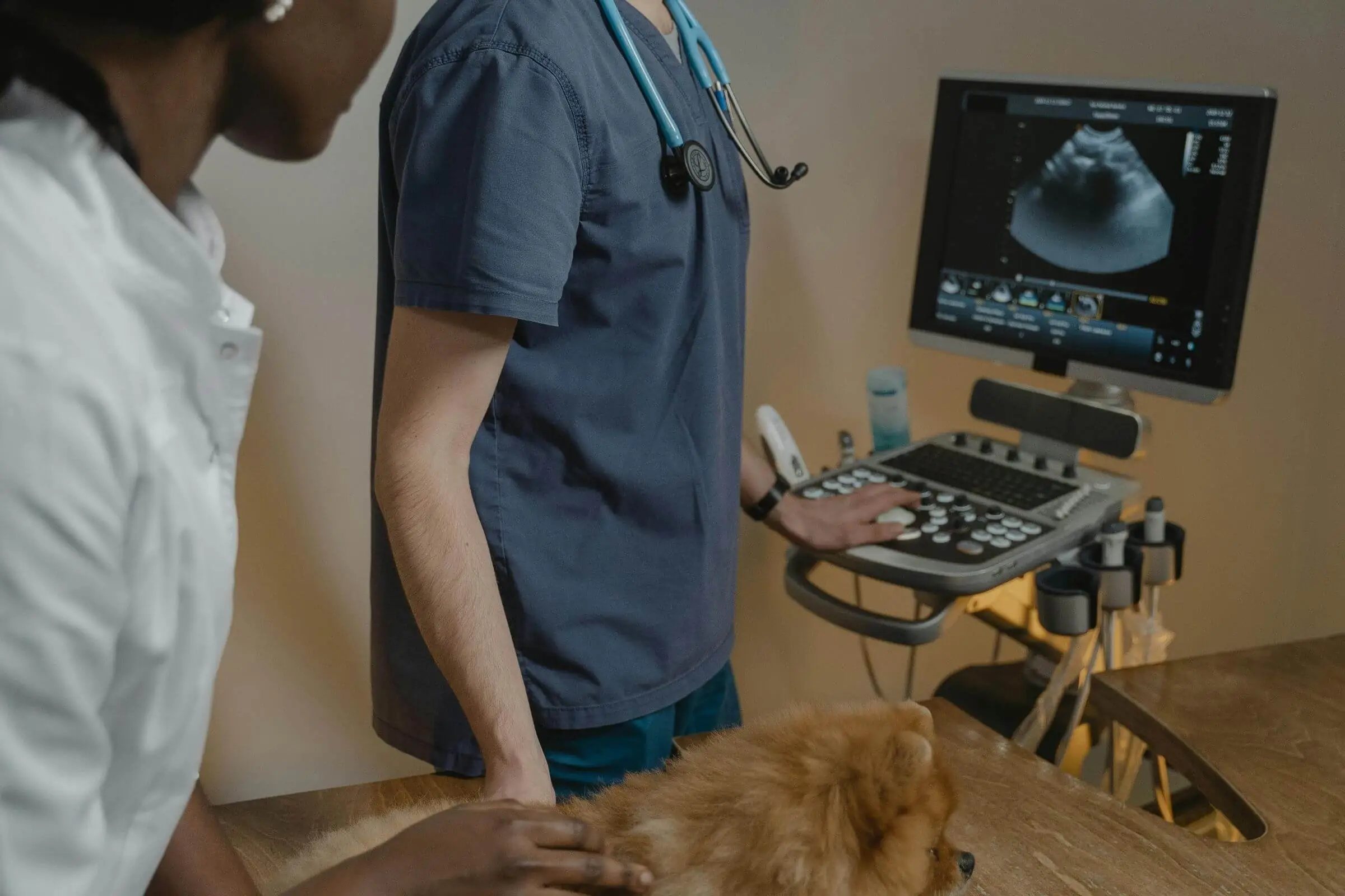 Ultrassom veterinário de emergência: em que casos é usado, clínica veterinária 24h