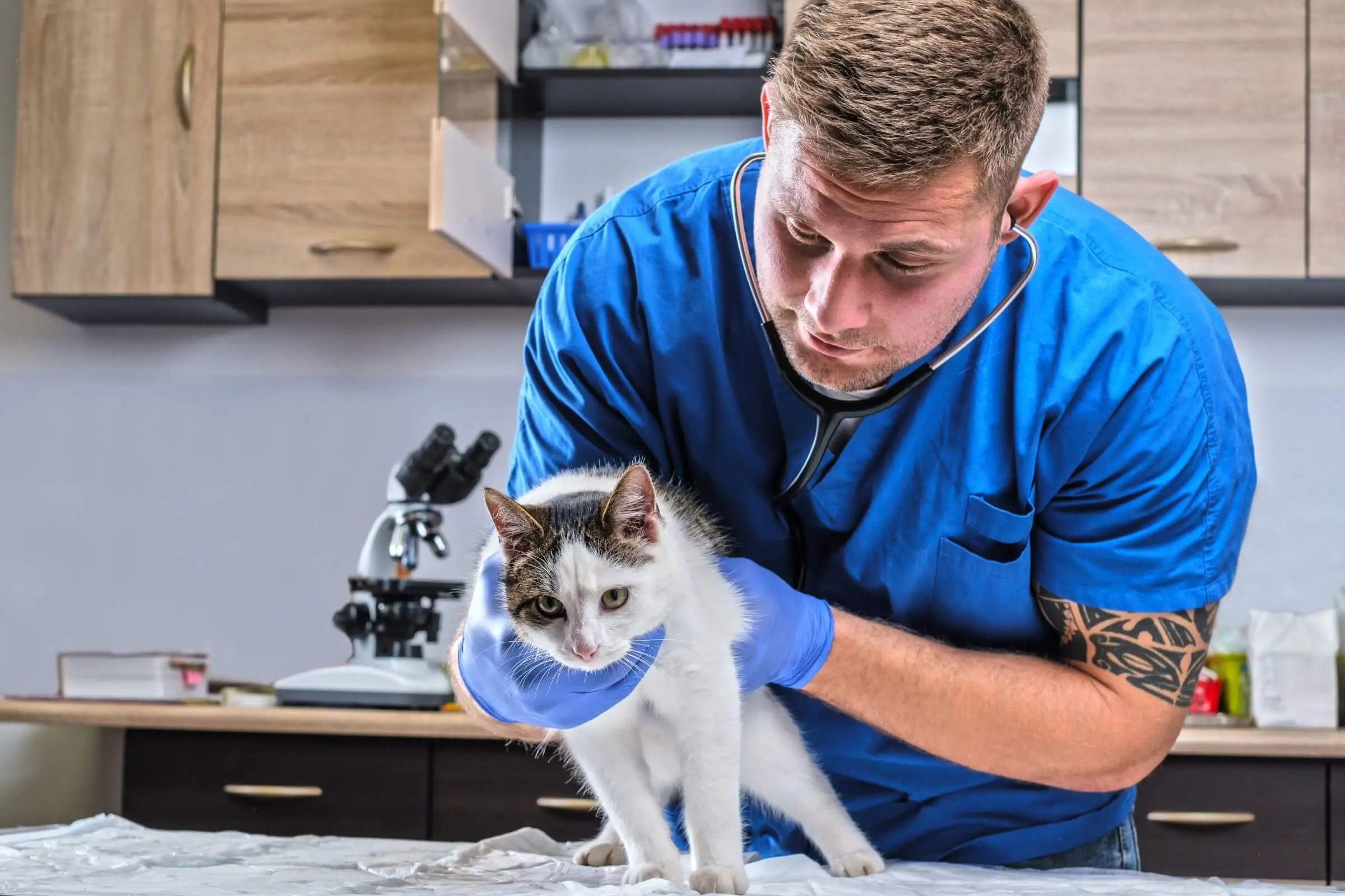 Hospital veterinário ou clínica? Quando cada um é indicado, clínica veterinária 24h