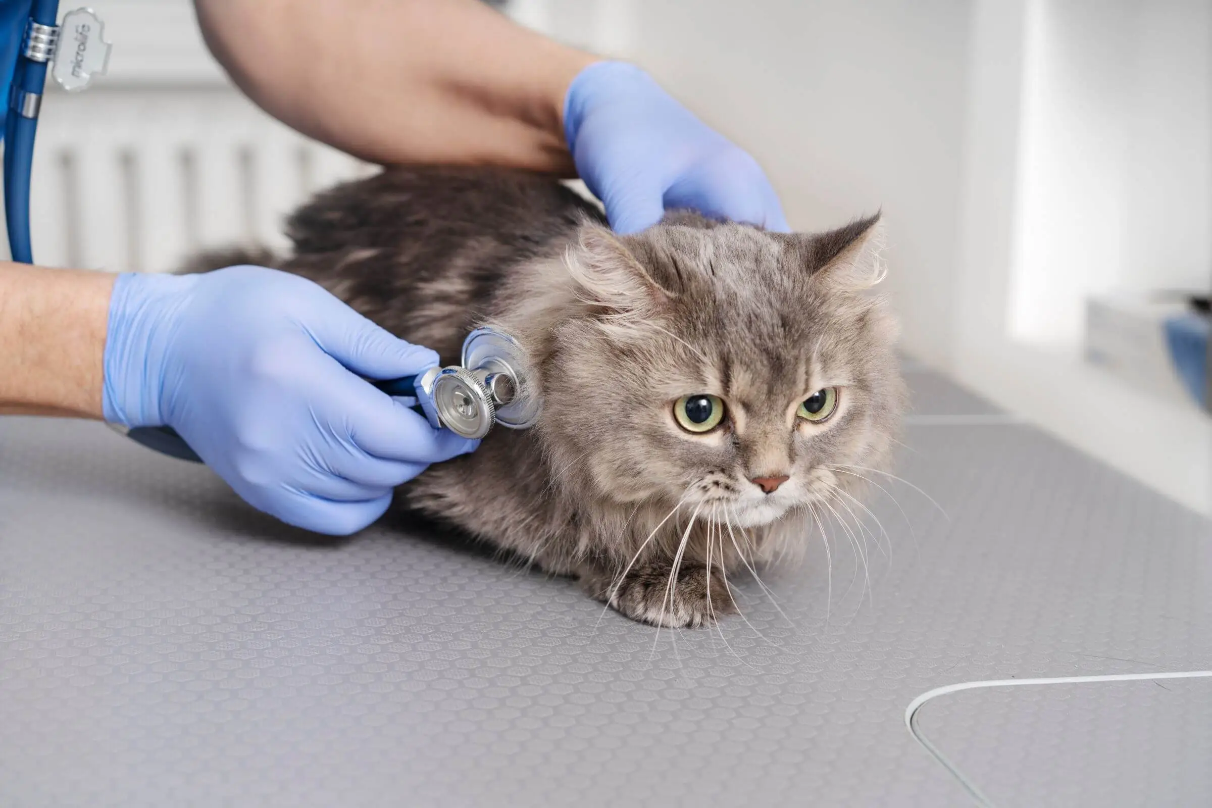 O dia em que um gato chegou com quadro respiratório crítico, clínica veterinária 24h