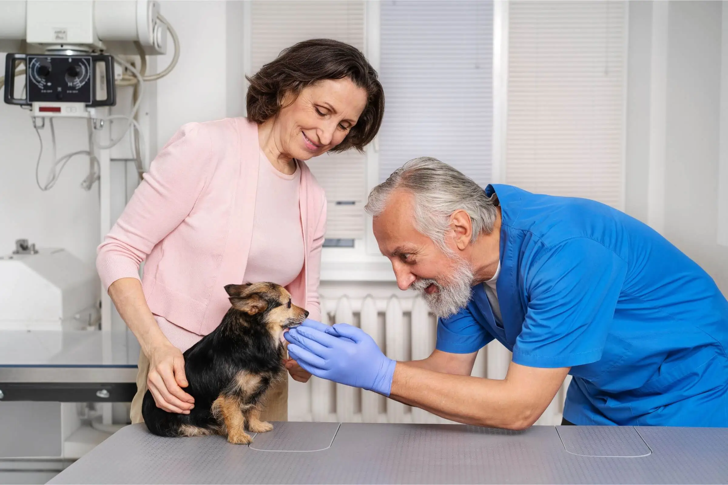 Hospital veterinário salva mesmo? Estudos e casos reais, clínica veterinária 24h