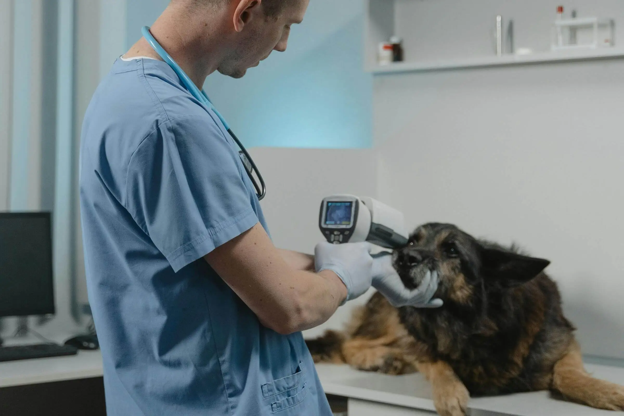 O que realmente acontece dentro de um hospital veterinário 24h, clínica veterinária 24h