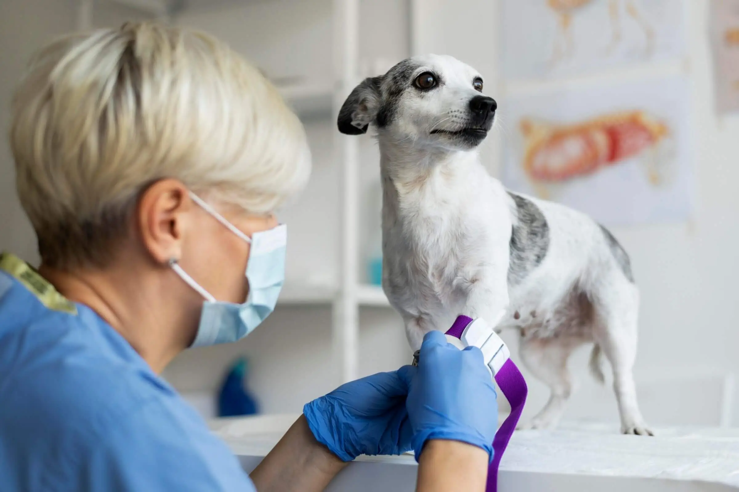 Quais exames são feitos primeiro em qualquer emergência, clínica veterinária 24h
