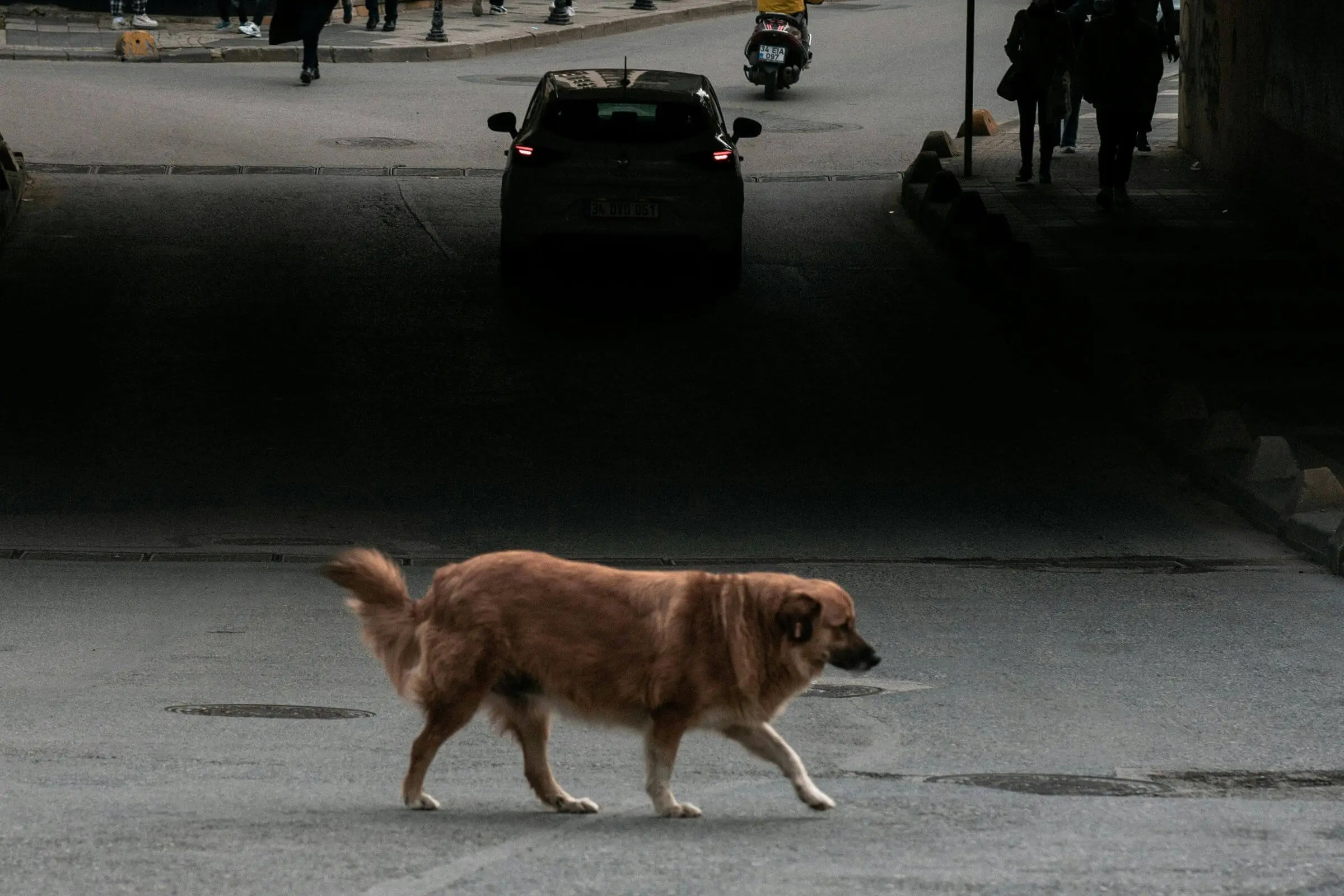 Atropelamentos: como funciona o protocolo de emergência, clínica veterinária 24h