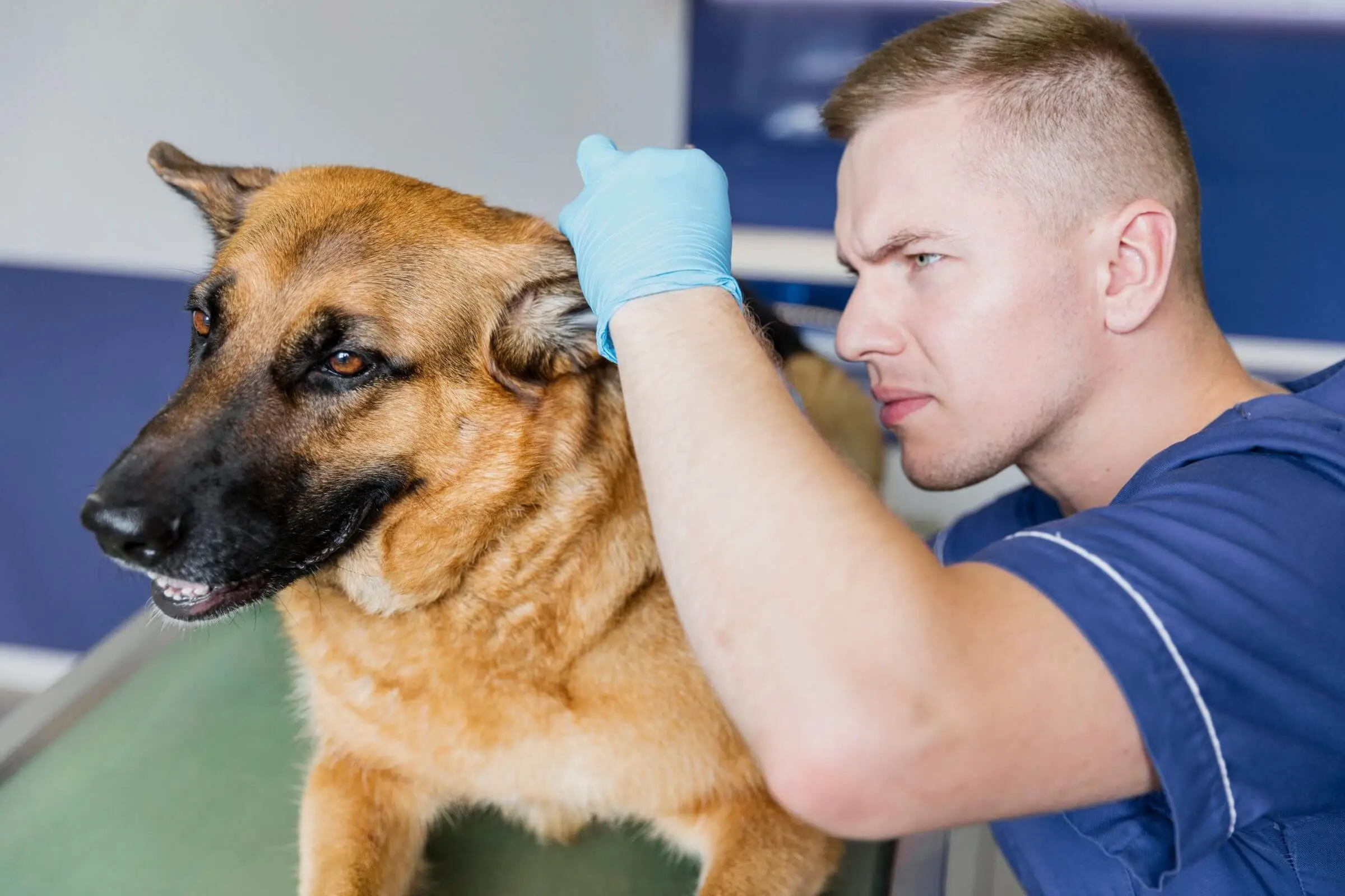 Coceira crônica: quando só especialista resolve, clínica veterinária 24h