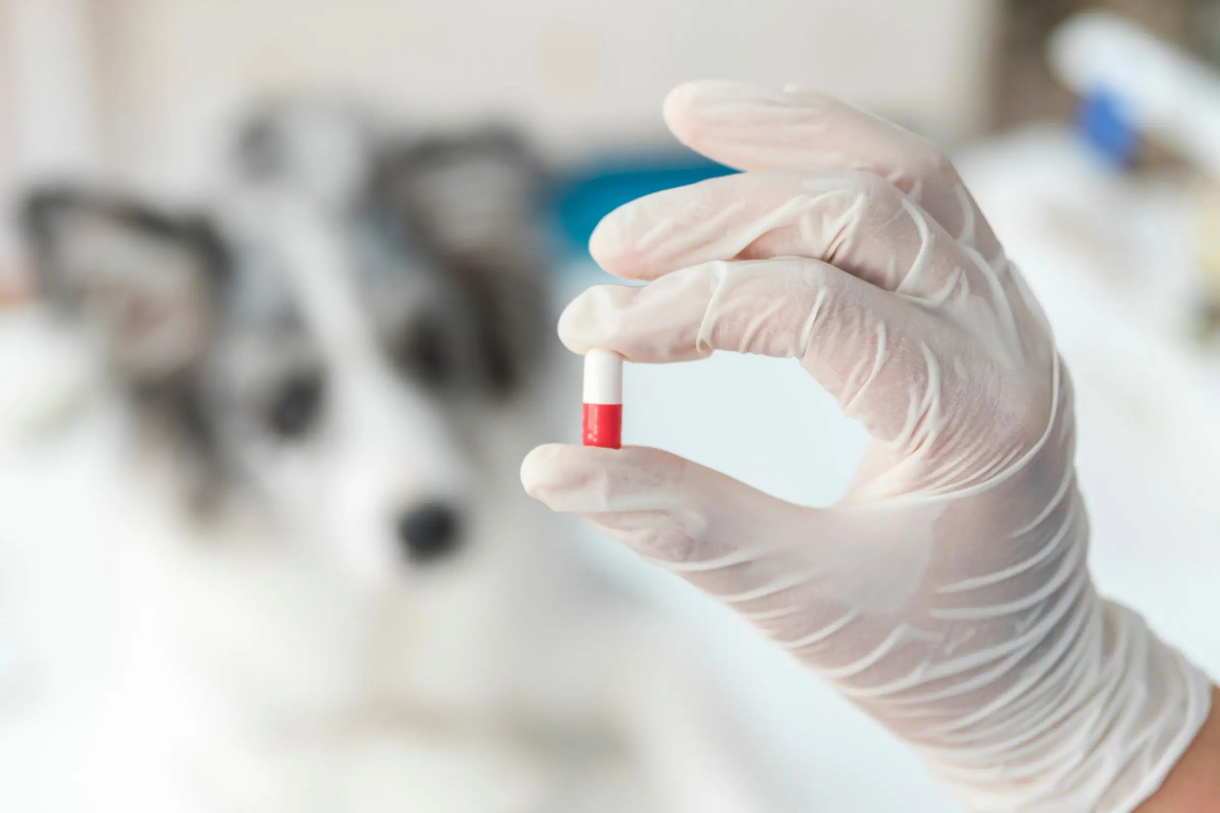 Como funciona o processo de medicação na clínica, clínica veterinária 24h