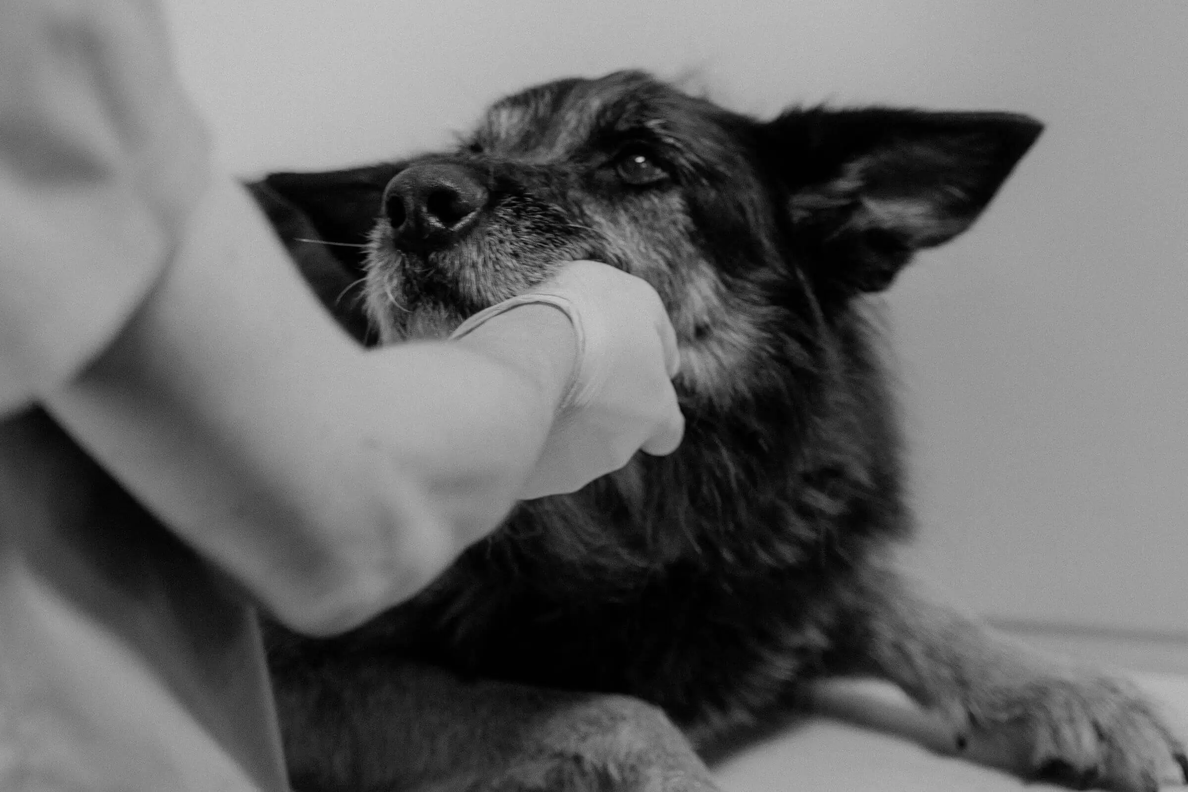 Convulsões: quando esperar e quando correr, clínica veterinária 24h