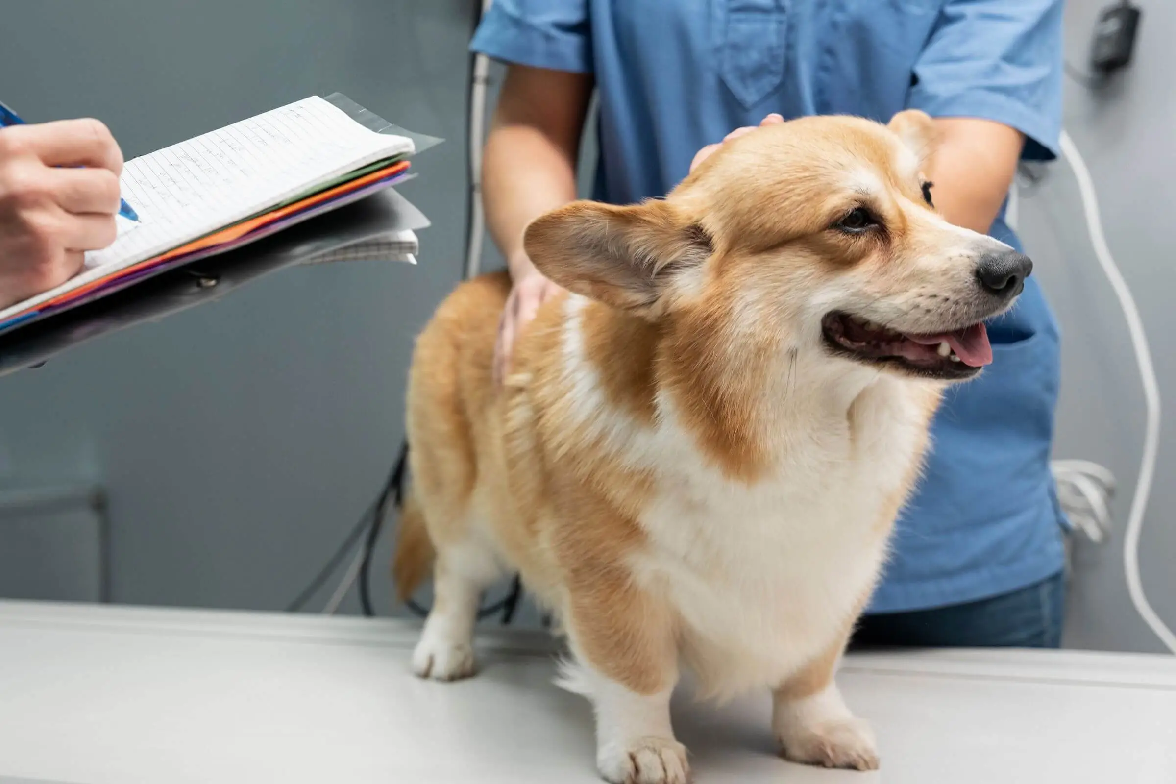 Doença do carrapato: como um caso simples virou emergência, clínica veterinária 24h