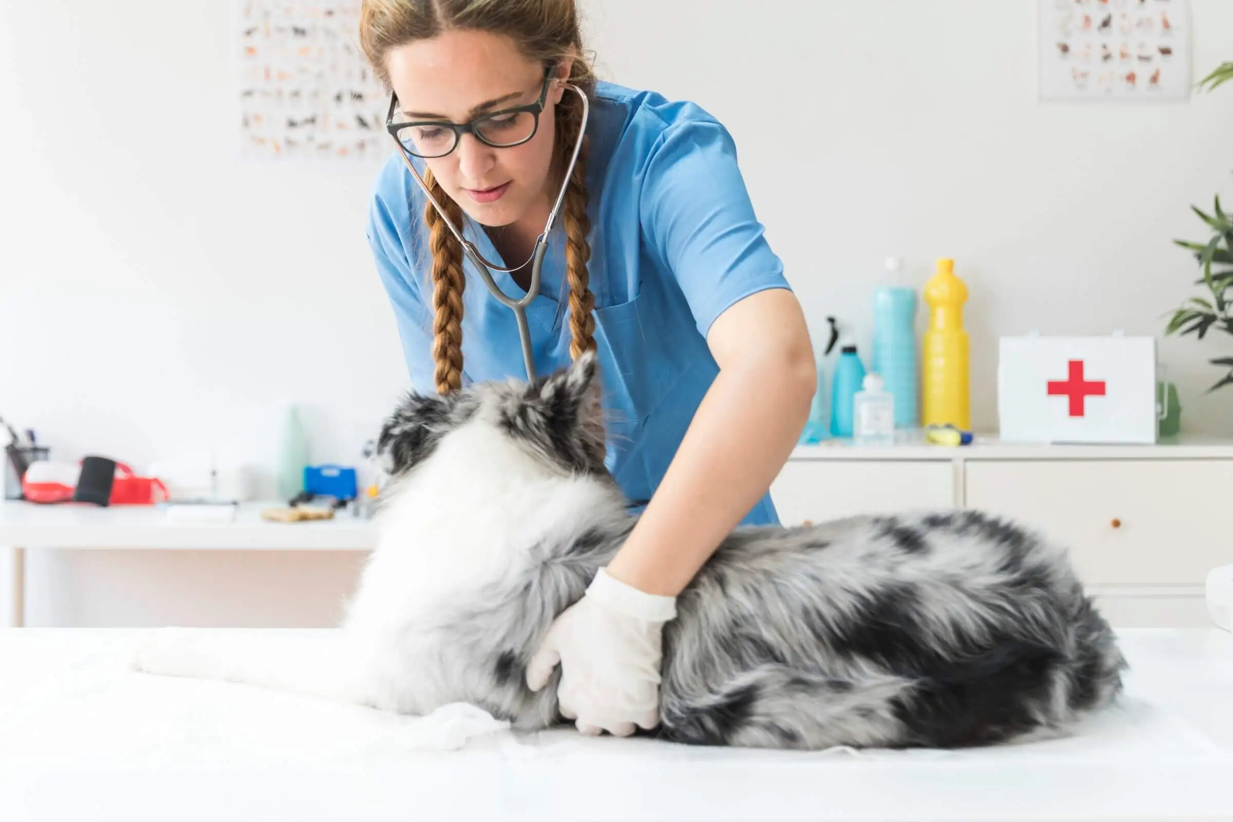 Fraqueza súbita em cães: causas mais comuns na emergência, clínica veterinária 24h
