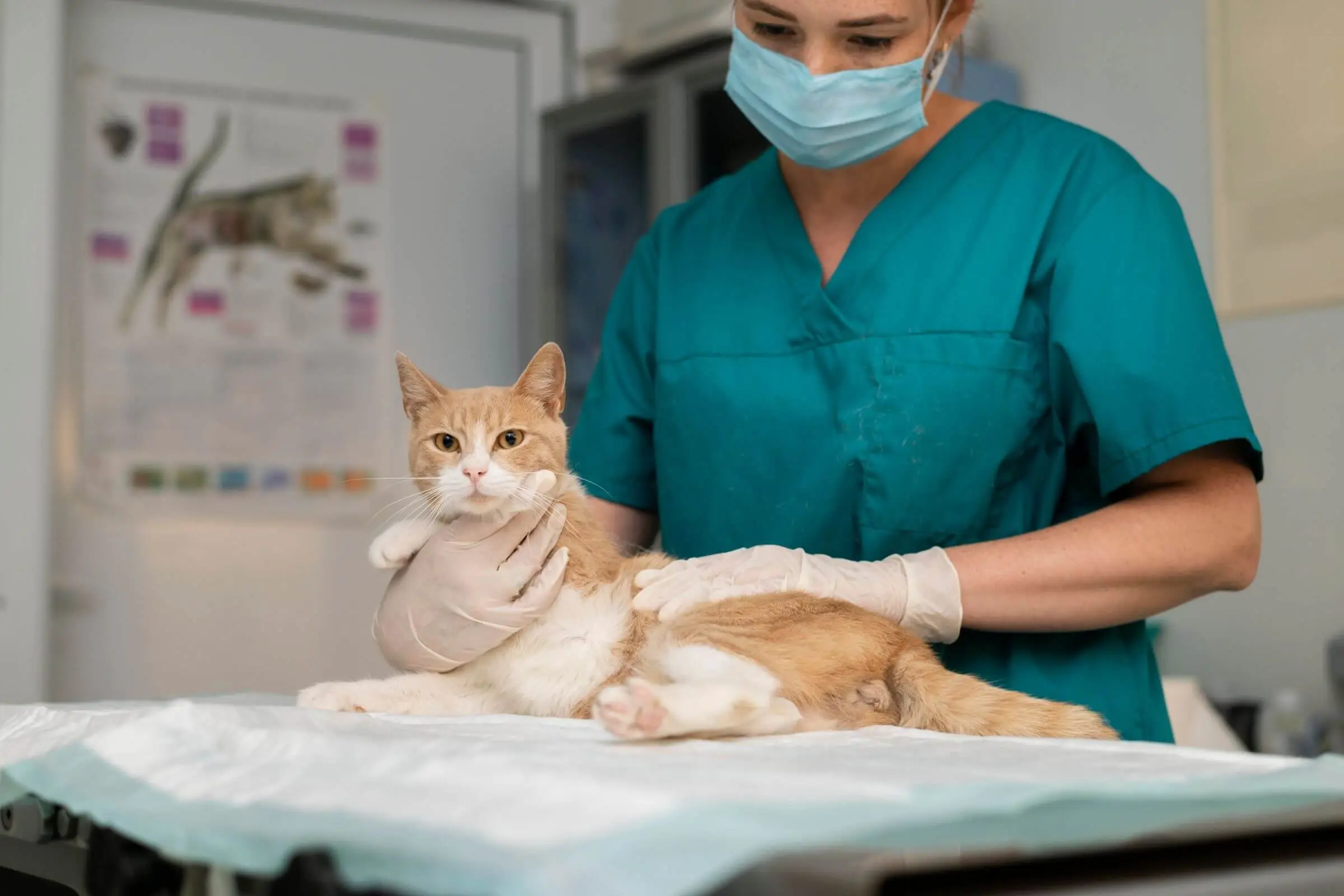 Gato que não urina é emergência em até 24 horas, clínica veterinária 24h