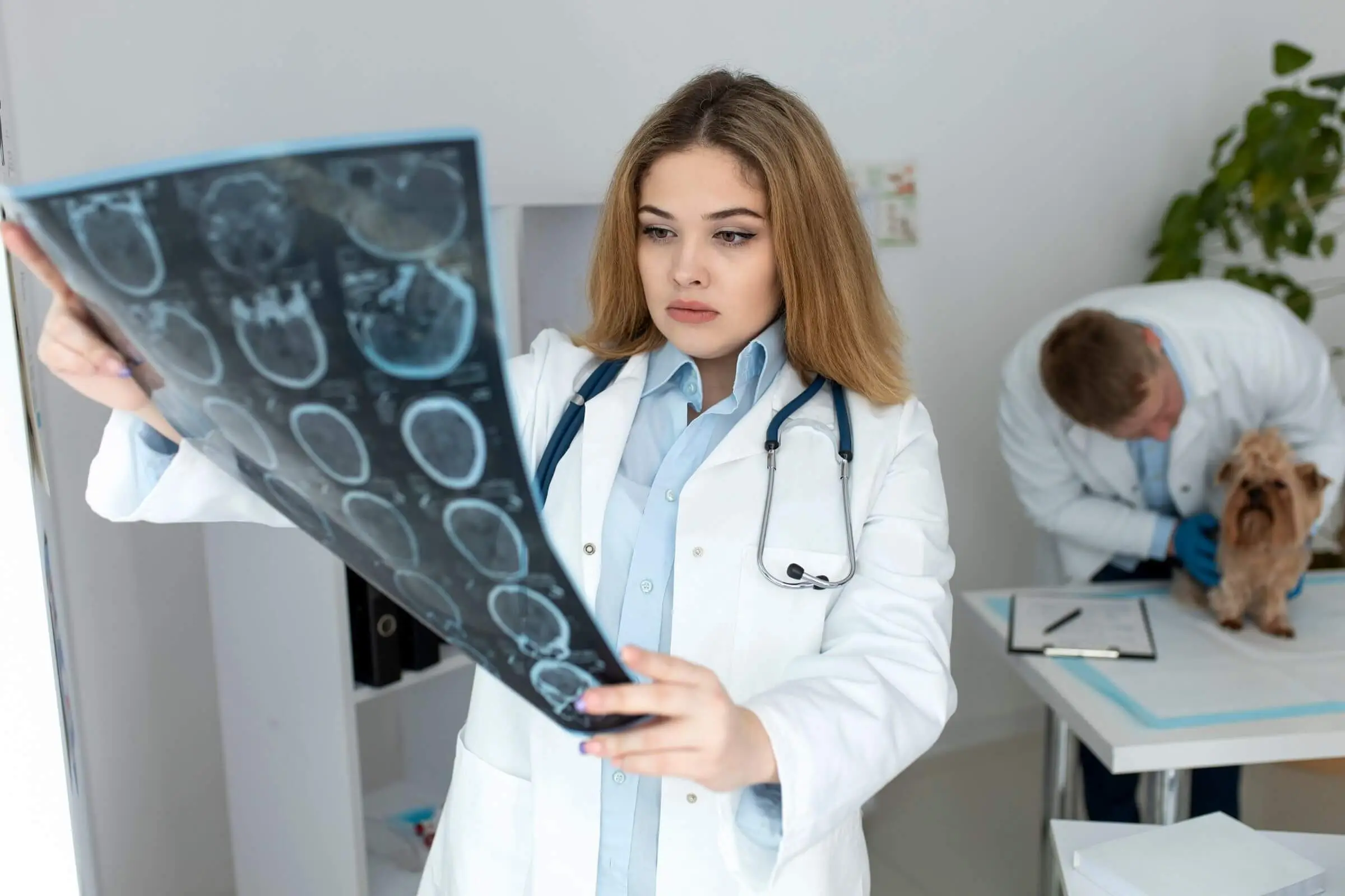 Quando o comportamento estranho era neurologia e não manha, clínica veterinária 24h
