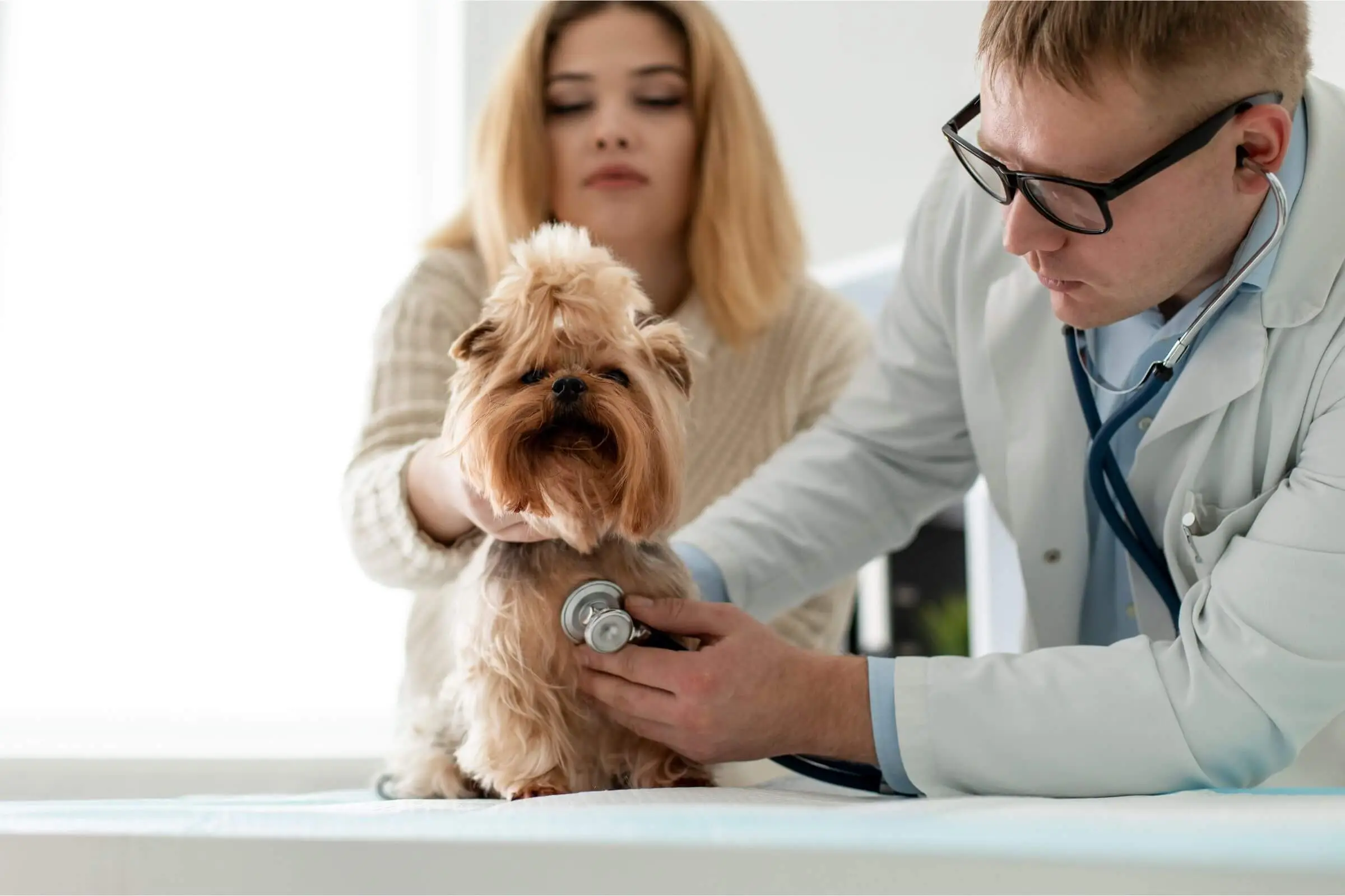 Quando seu pet precisa de internação e você nem imagina, clínica veterinária 24h