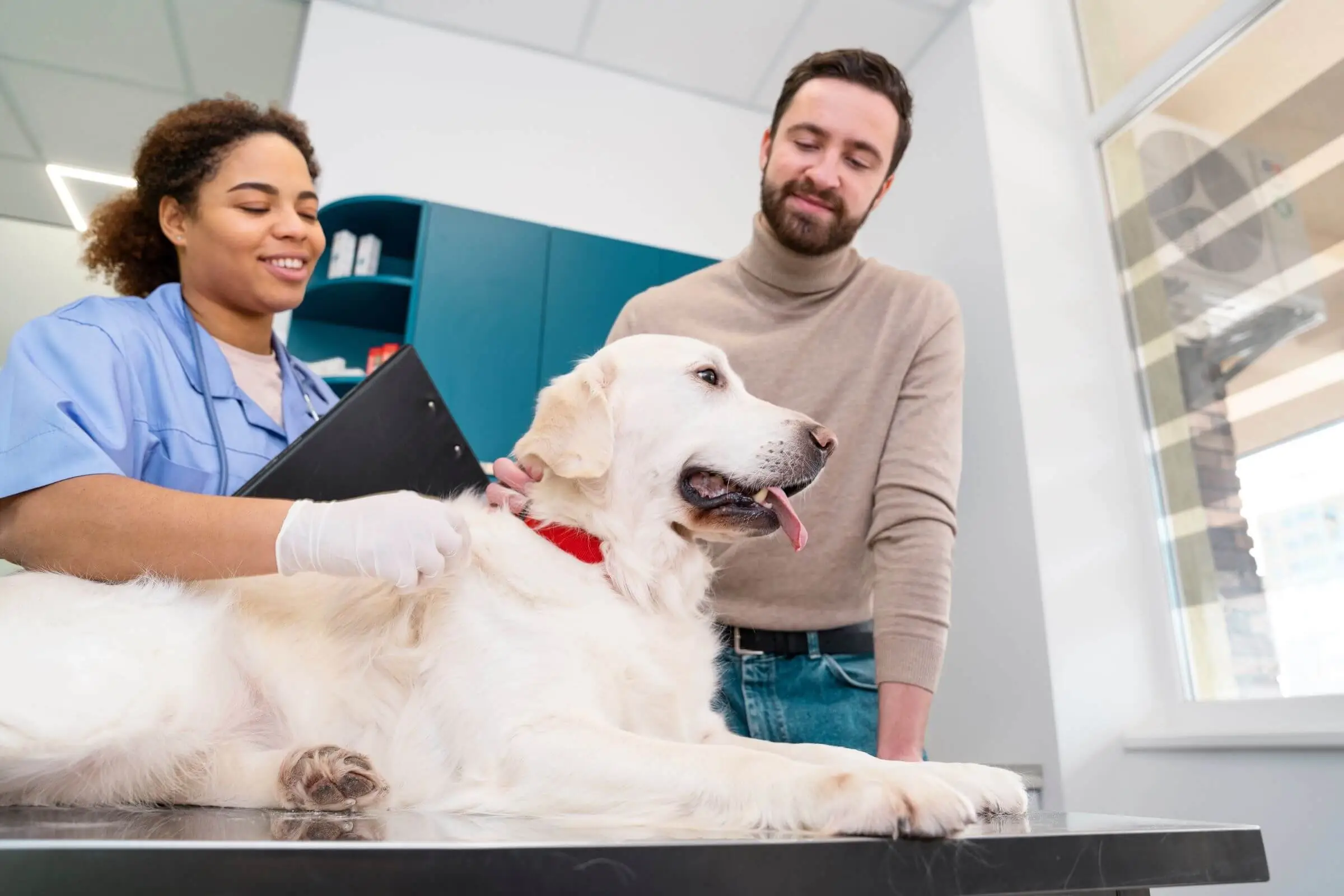 Quanto custa um hospital veterinário? Guia completo para tutores, clínica veterinária 24h