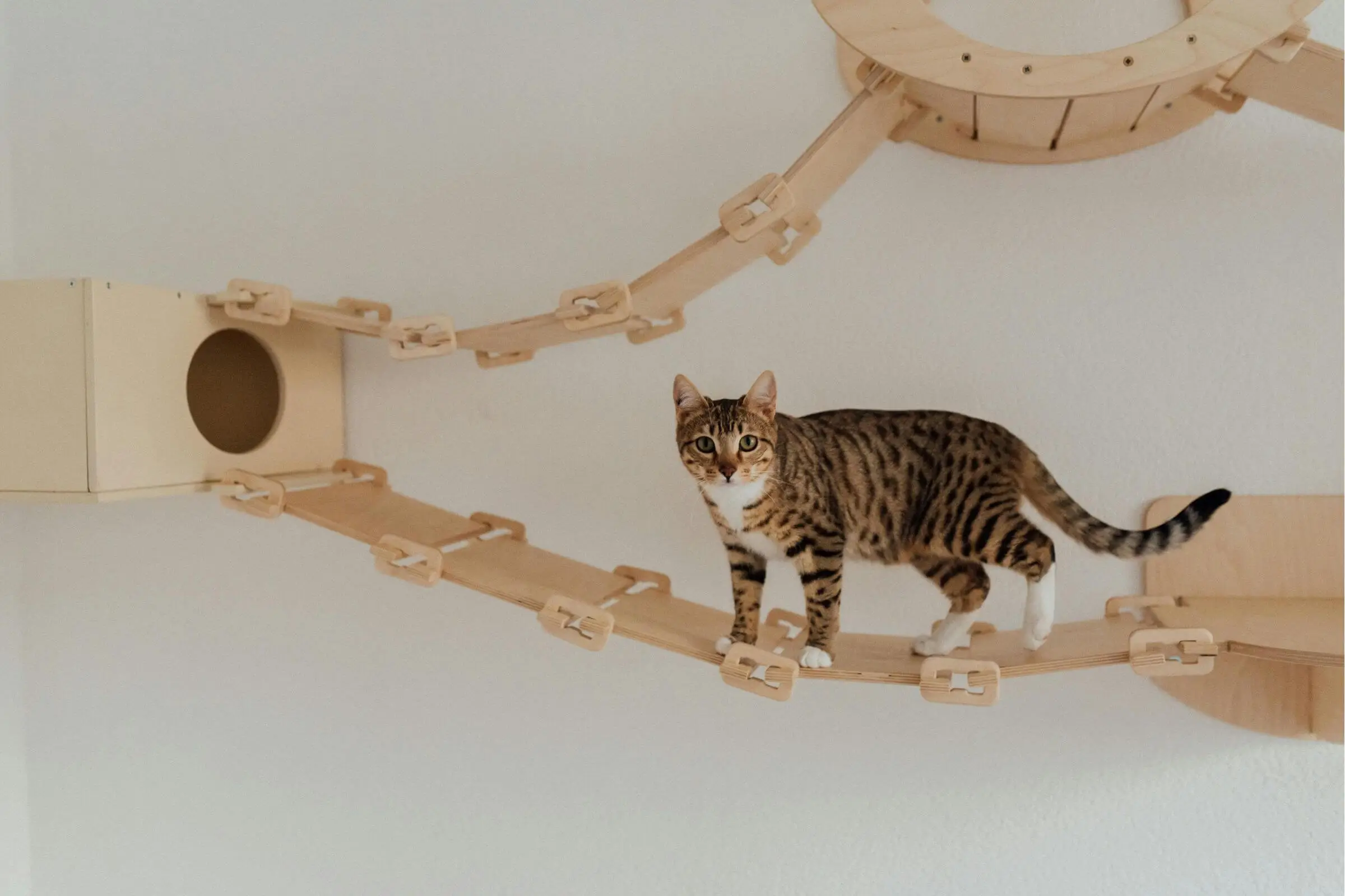 5 formas de enriquecer o ambiente do gato, clínica veterinária 24h