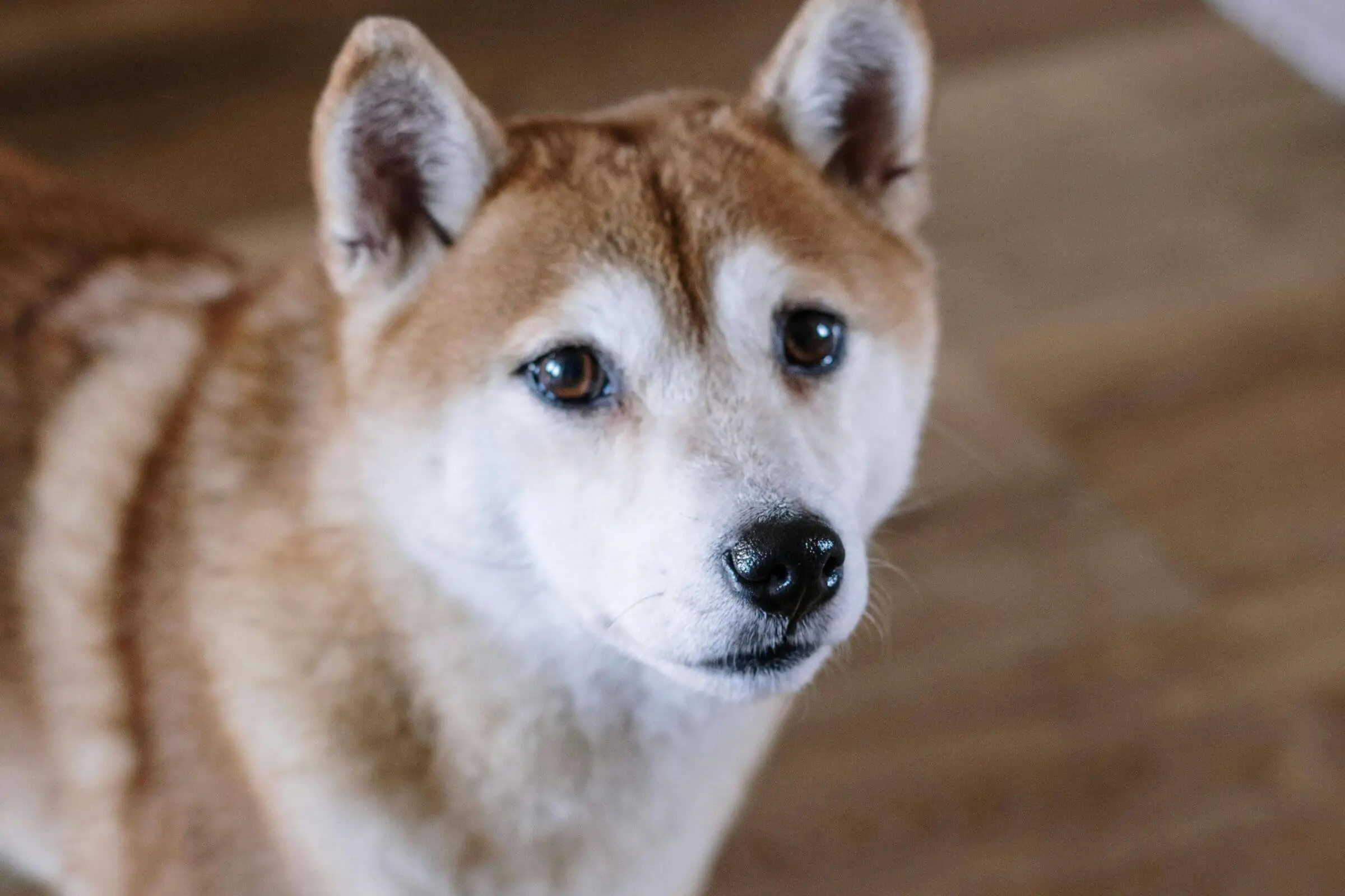 Cachorro com fezes escuras: é sangue oculto? clínica veterinária 24h