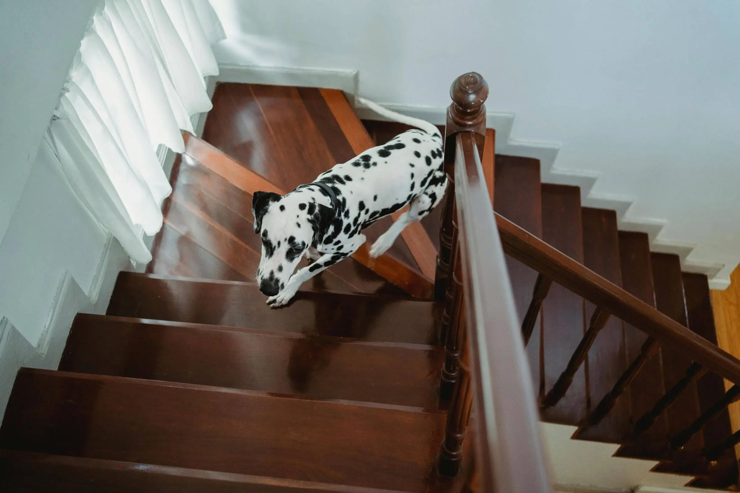 Cansaço ao subir escada: pode ser coração? clínica veterinária 24h