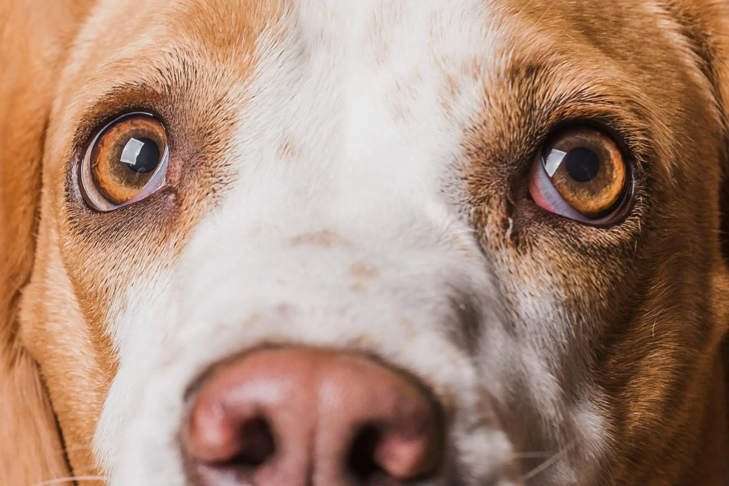 Catarata precoce: quando operar, clínica veterinária 24h