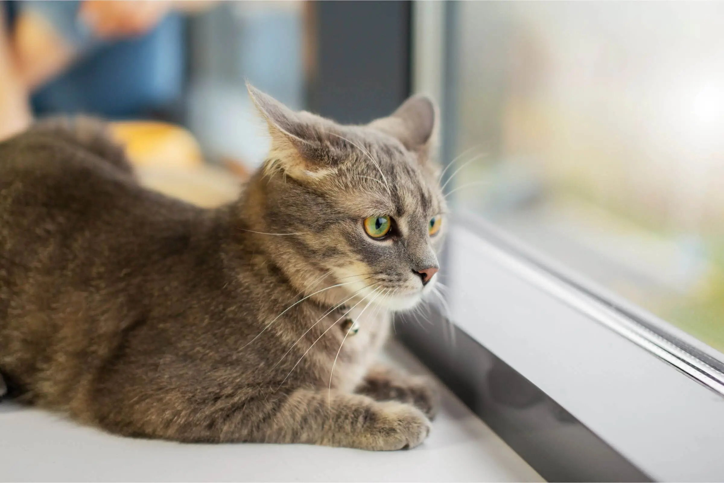 Check-list de saúde mensal para gatos, clínica veterinária 24h