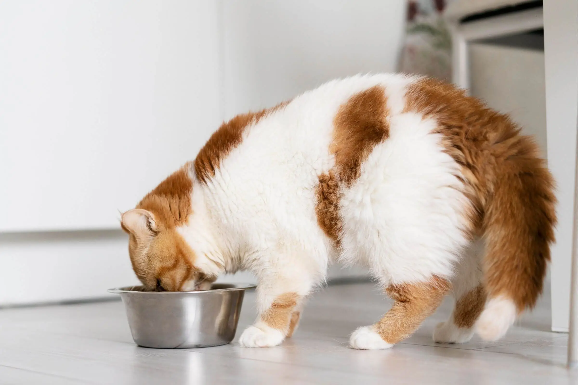 Como lidar com pets que comem muito rápido, clínica veterinária 24h