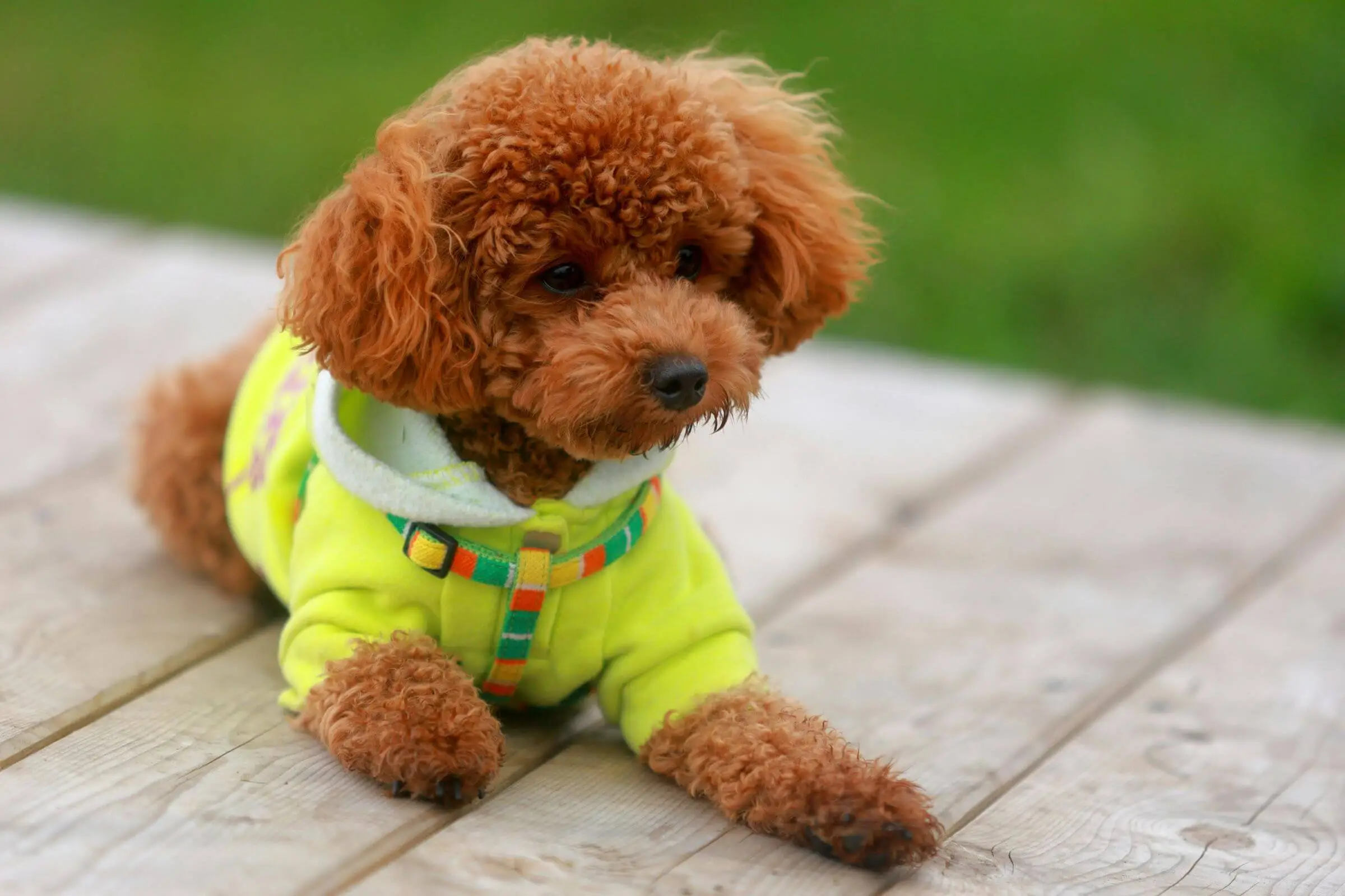 Como proteger o pet no inverno, clínica veterinária 24h