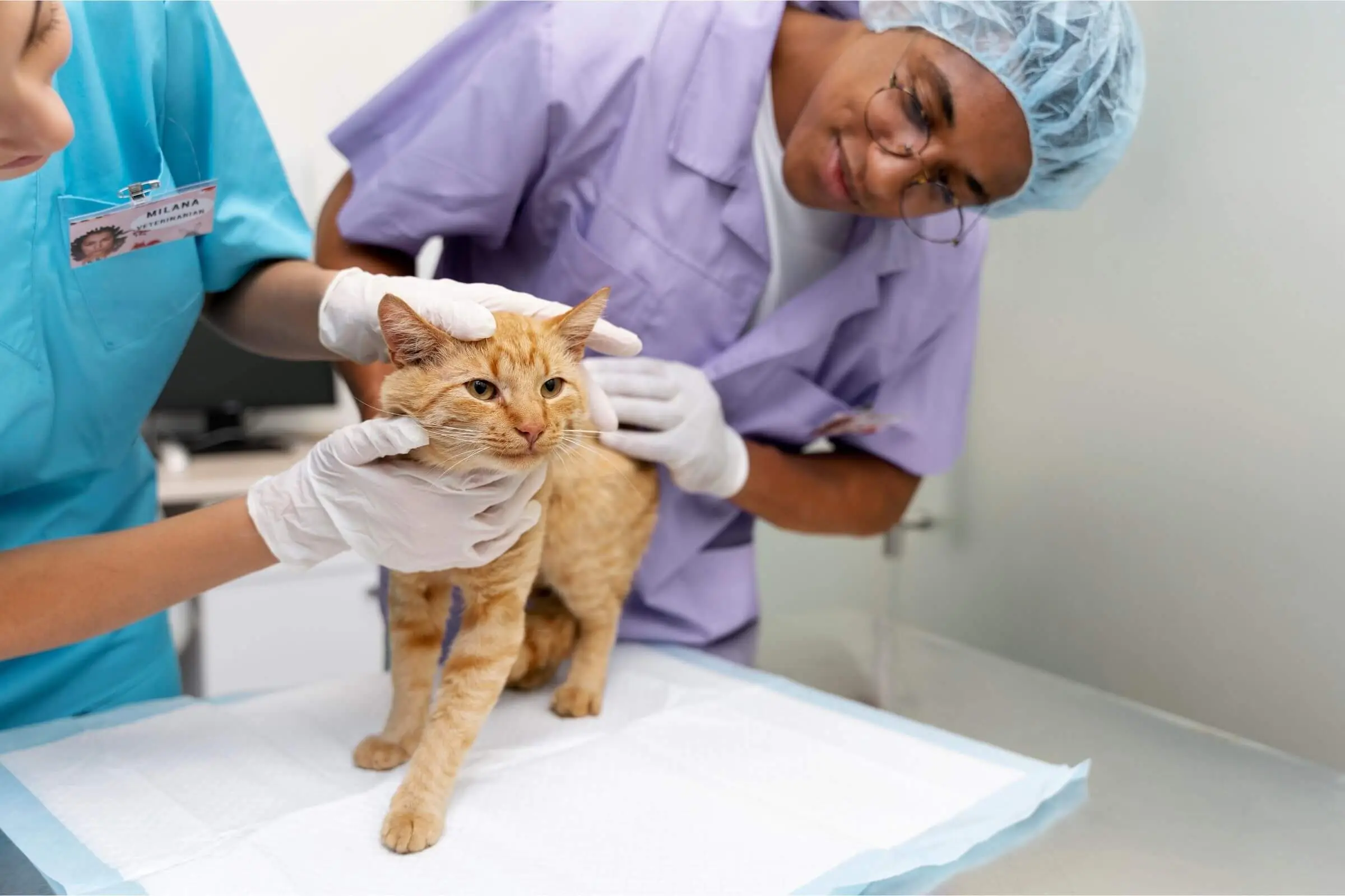 Clínica veterinária com especialistas: vantagens reais, clínica veterinária 24h
