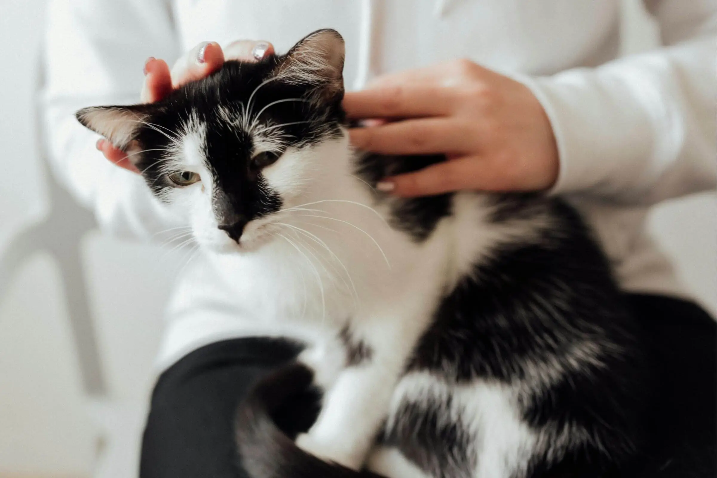 7 sinais de que você deve ir direto ao hospital veterinário , clínica veterinária 24h