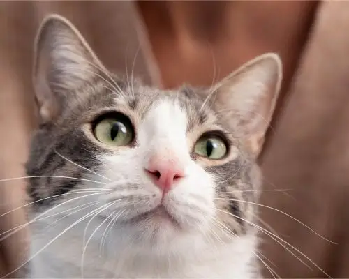 300 Nomes Mais Comuns para Gata Fêmea, clínica veterinária 24h