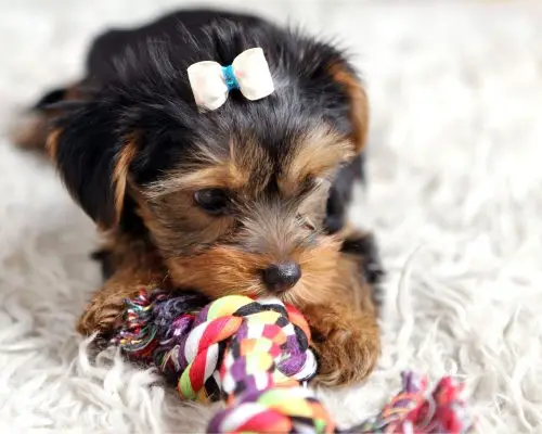 300 Nomes Mais Comuns para Cachorra Fêmea, clínica veterinária 24h